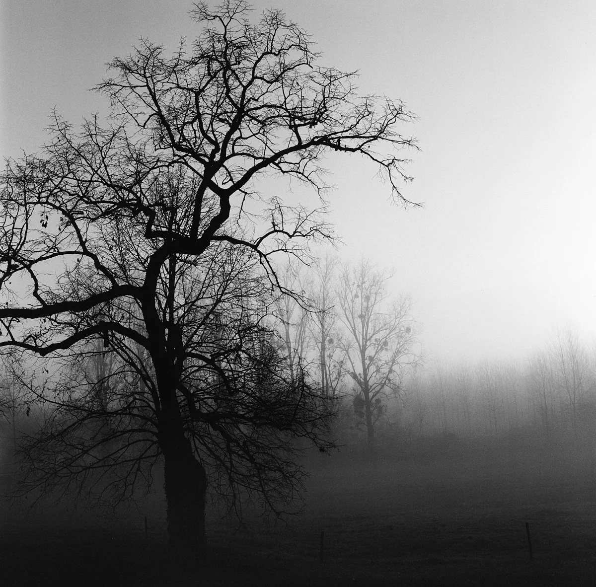 kodak_professional_tri-x_400_07_29_2024_000106540006 1.jpg