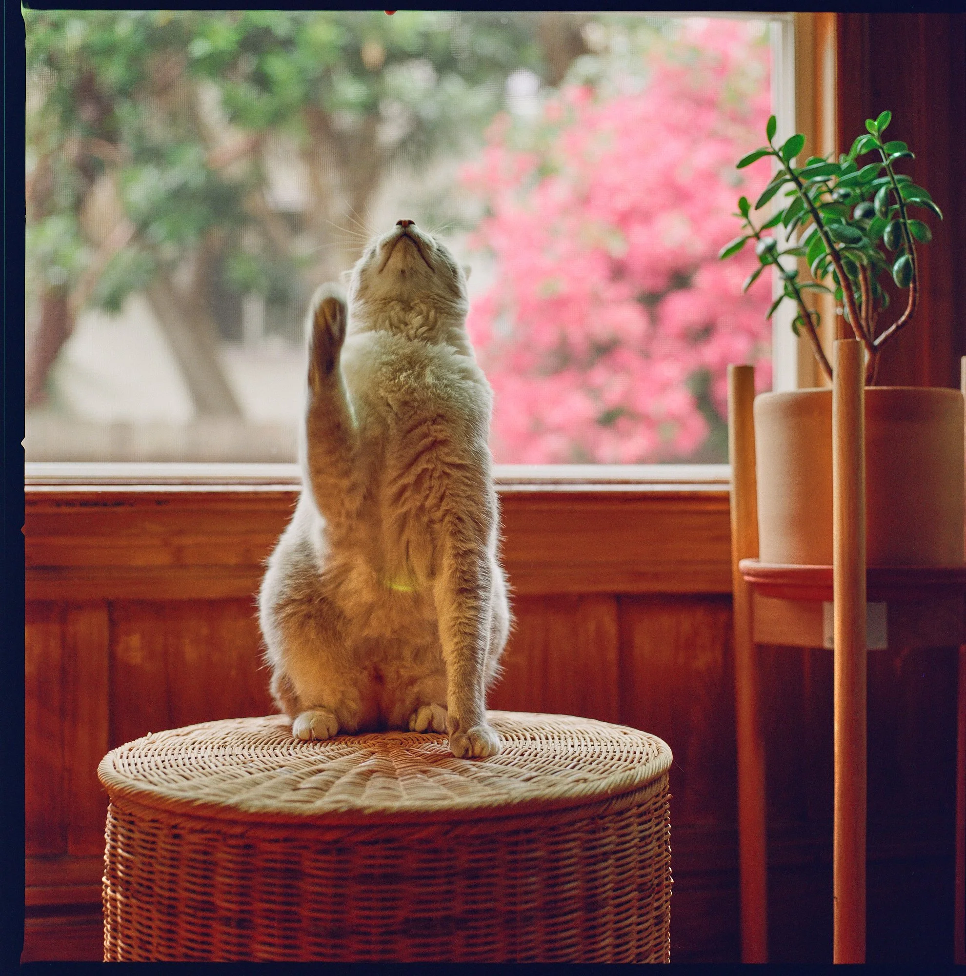 kodak_400_c_41_20556_135222_301274_003005780010.jpg
