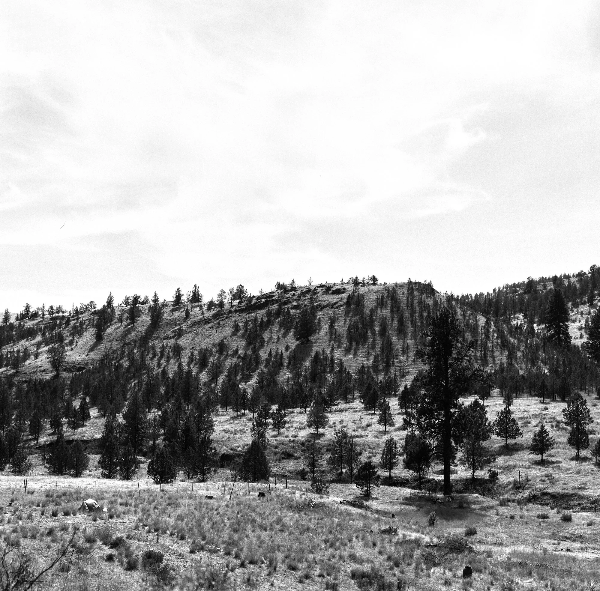ilford_fp4_plus_07_29_2024_000106510002.jpg