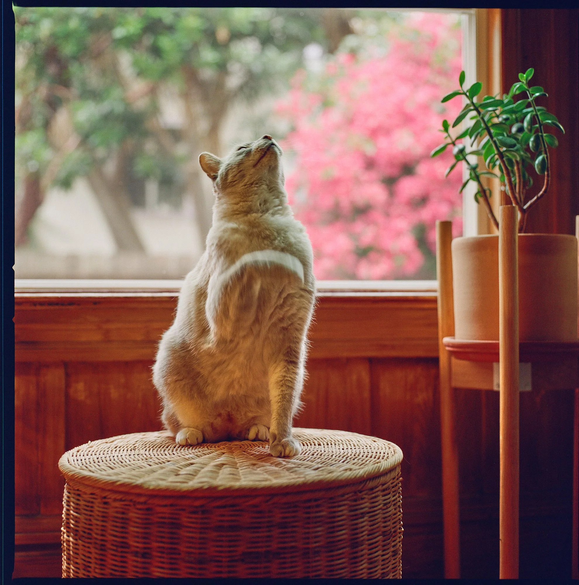 kodak_400_c_41_20556_135222_301274_003005780011.jpg