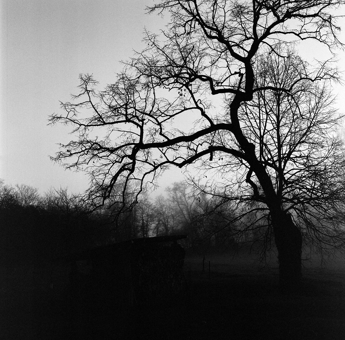 kodak_professional_tri-x_400_07_29_2024_000106540008.jpg