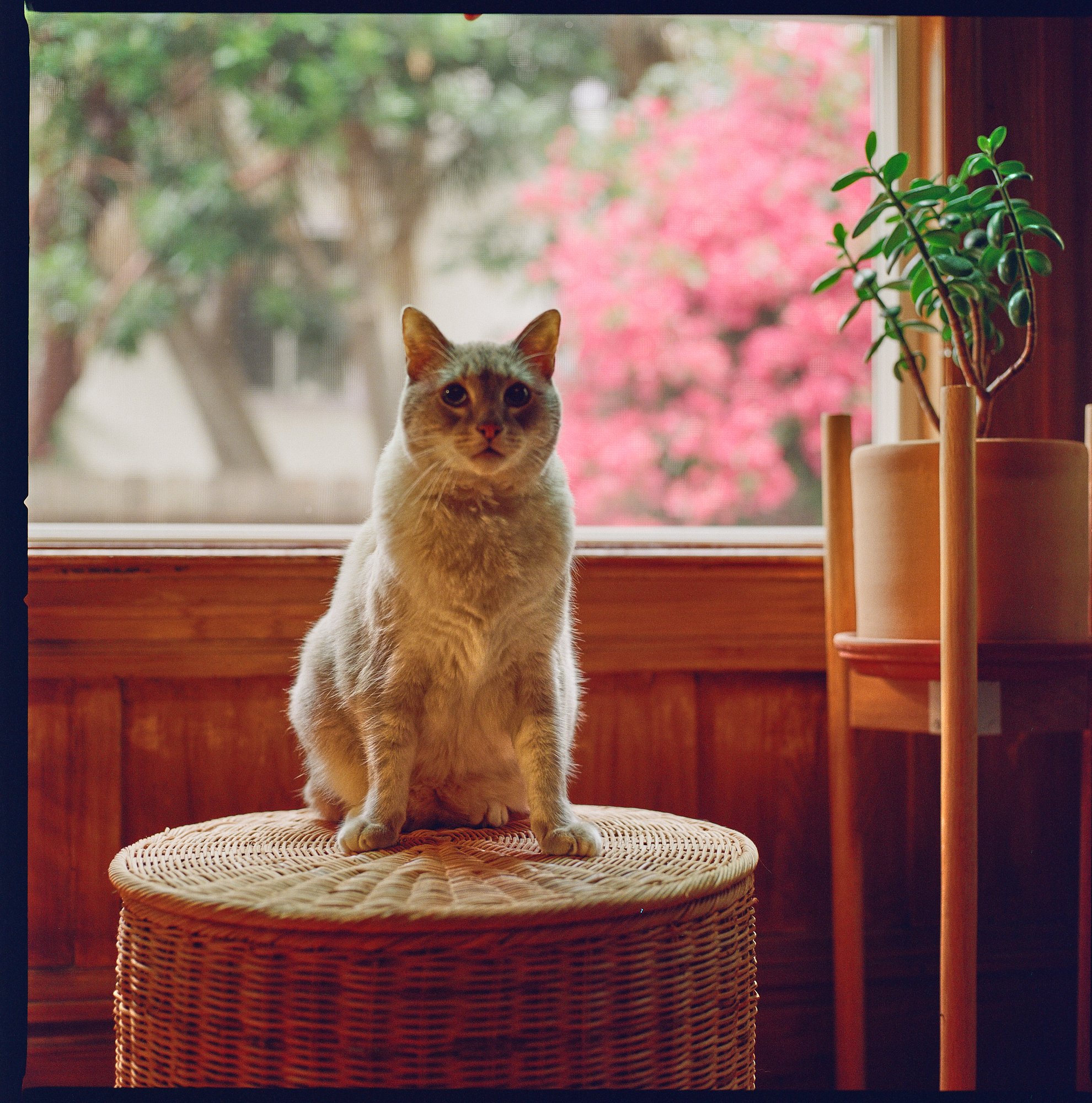 kodak_400_c_41_20556_135222_301274_003005780009.jpg