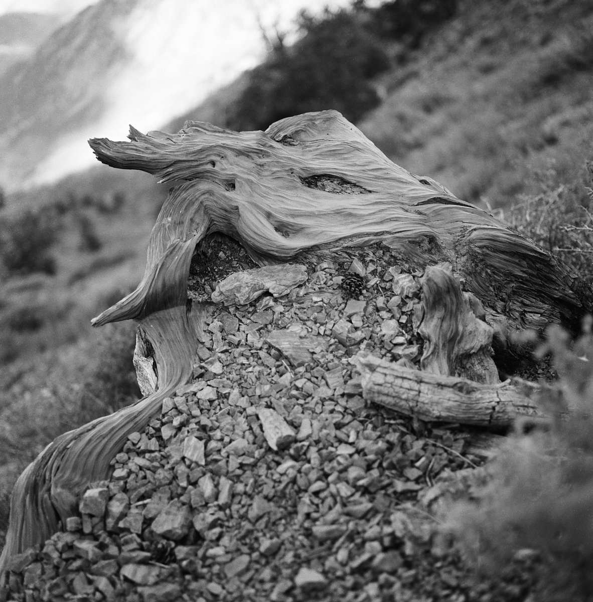 ilford_hp5_plus_07_29_2024_000115320004.jpg