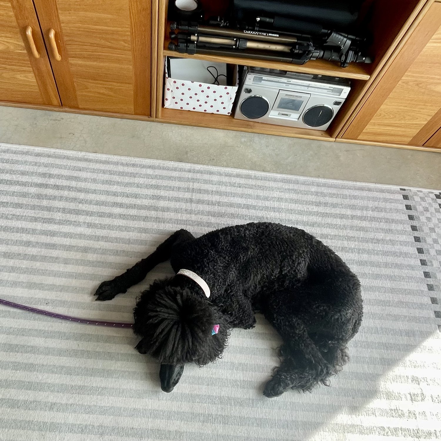 Photo of a large black poodle napping on Luke's carpet