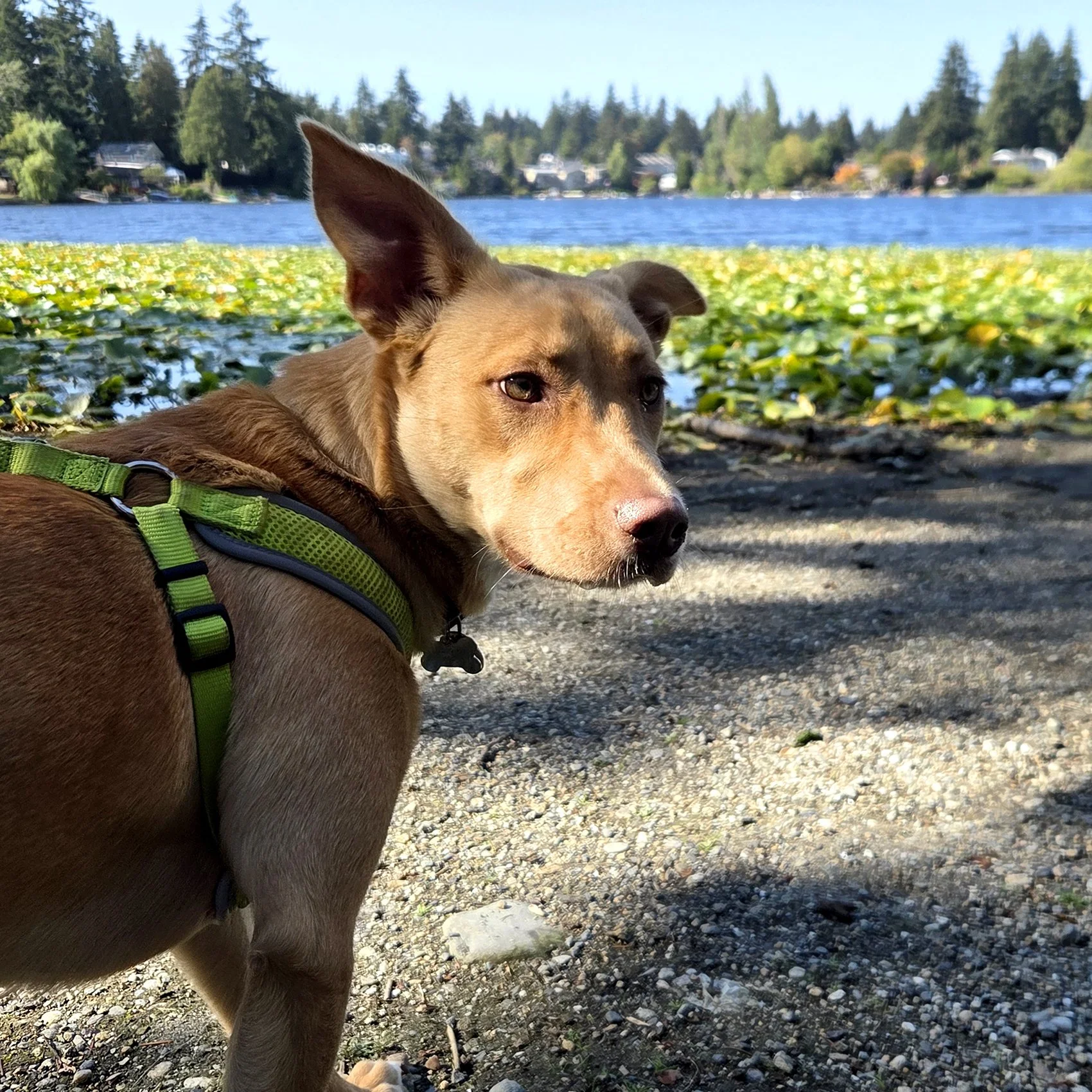Photo of Lucy, Andrew's dog, with one ear flopped upwards, standing in front of a duck pond on a sunny day
