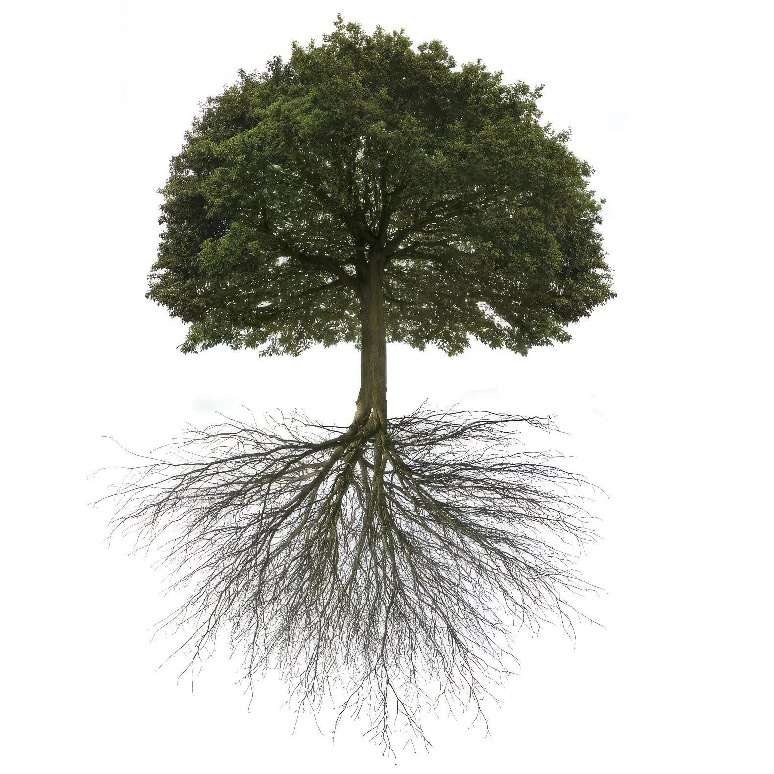 Image of a tree on a plain white background that shows the root structure as well. The roots below and branches above make it almost a mirror image of itself
