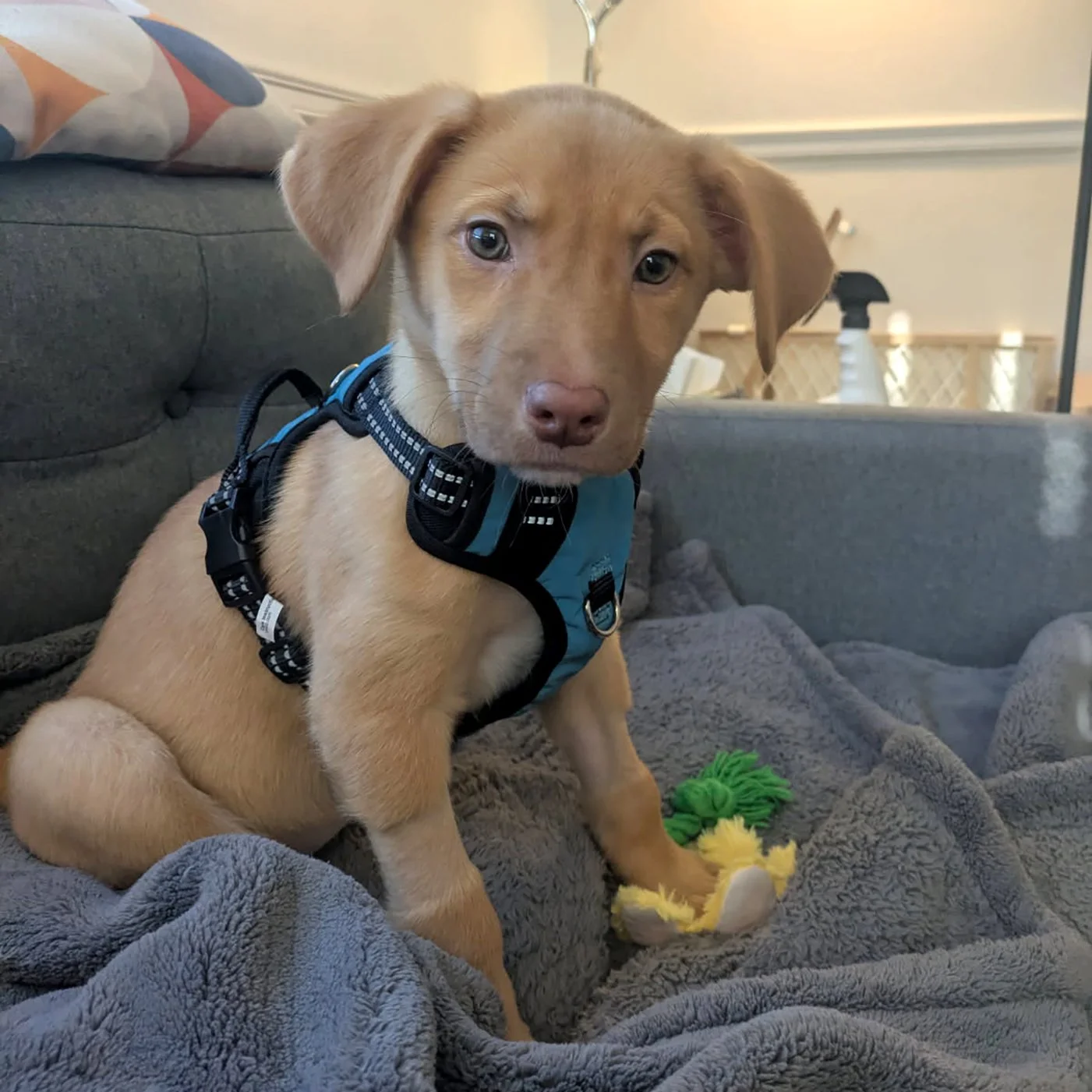 #4702 Byron Now, Pay Later