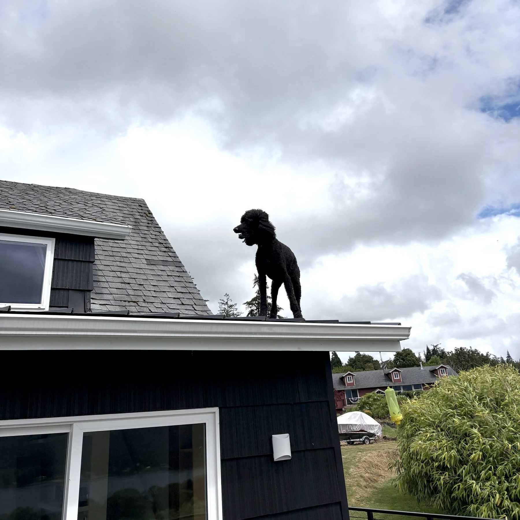 Photo of a black standard poodle standing on the roof of a house. Yes, you read that correctly. It's a dog on a dang roof.