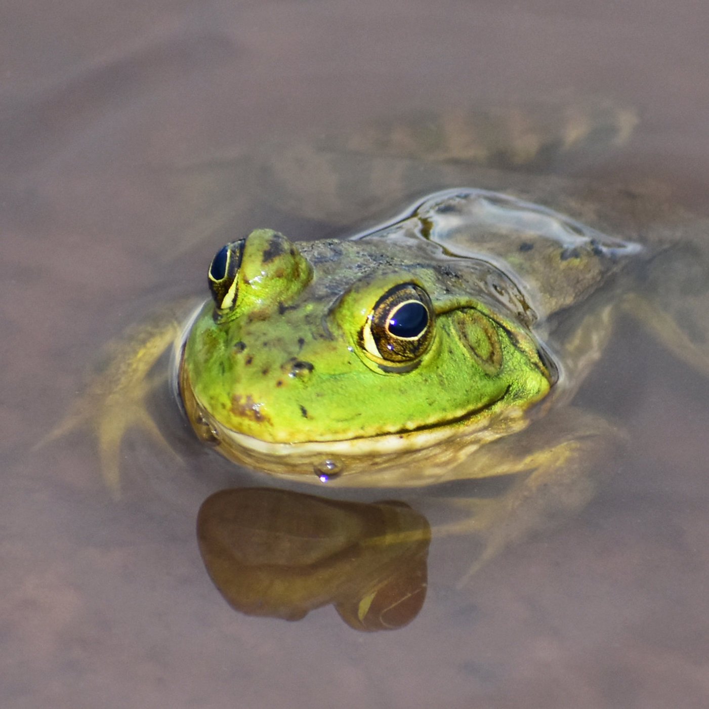 Photo of a bullfrog half-submerged in water