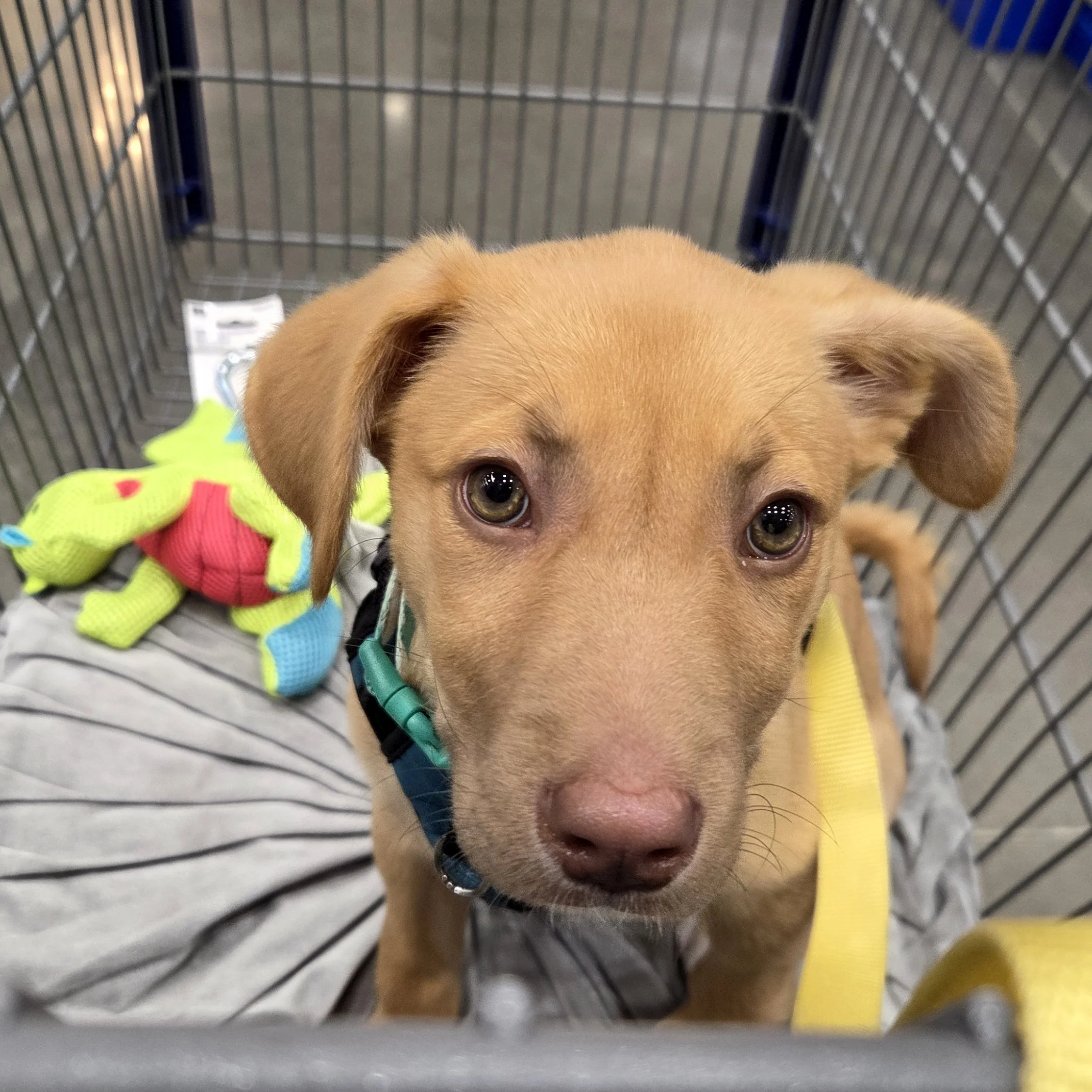 Photo of Lucy the Puppy facing the camera with big puppy dog eyes. She's sitting in a shopping cart with one of her green toys in there with her
