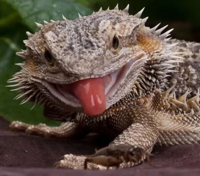 A bearded dragon looking directly at camera with their tongue sticking out