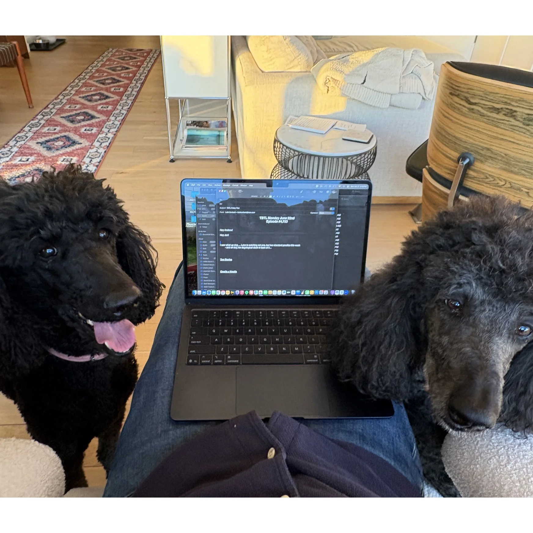 Photo of two black poodles getting into Luke's space as he tries to work on his laptop. We only see Luke's lap and computer, as it's his POV.