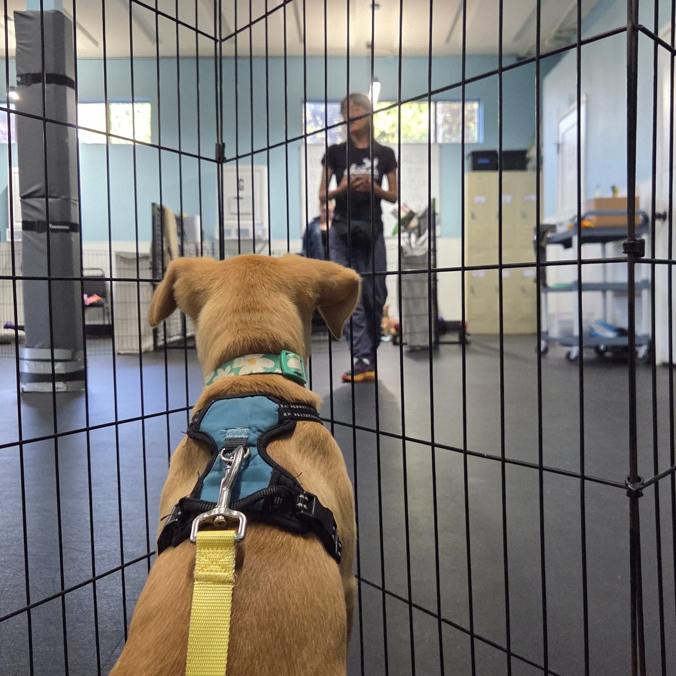 Photo of Lucy the Puppy sitting behind a puppy gate in a training facility watching a dog trainer talk
