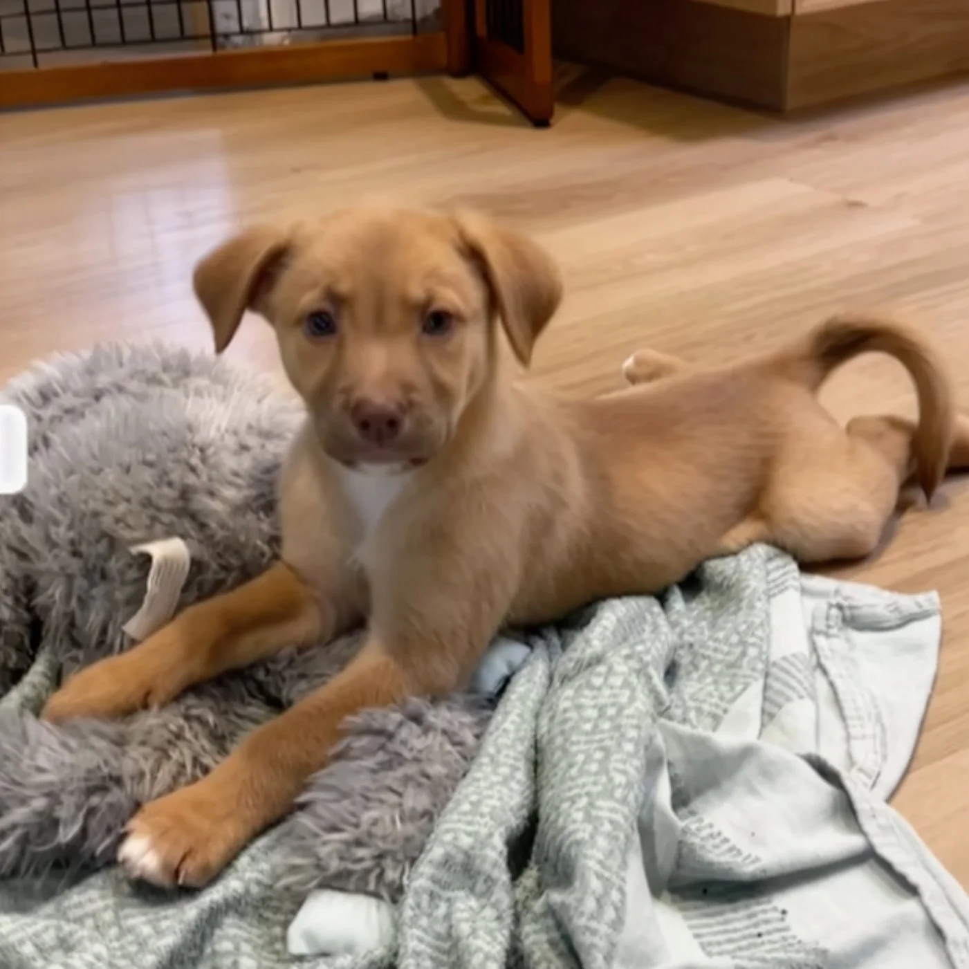 Photo of a brown puppy splooting on a blanket on a wooden floor. She's looking at the camera.