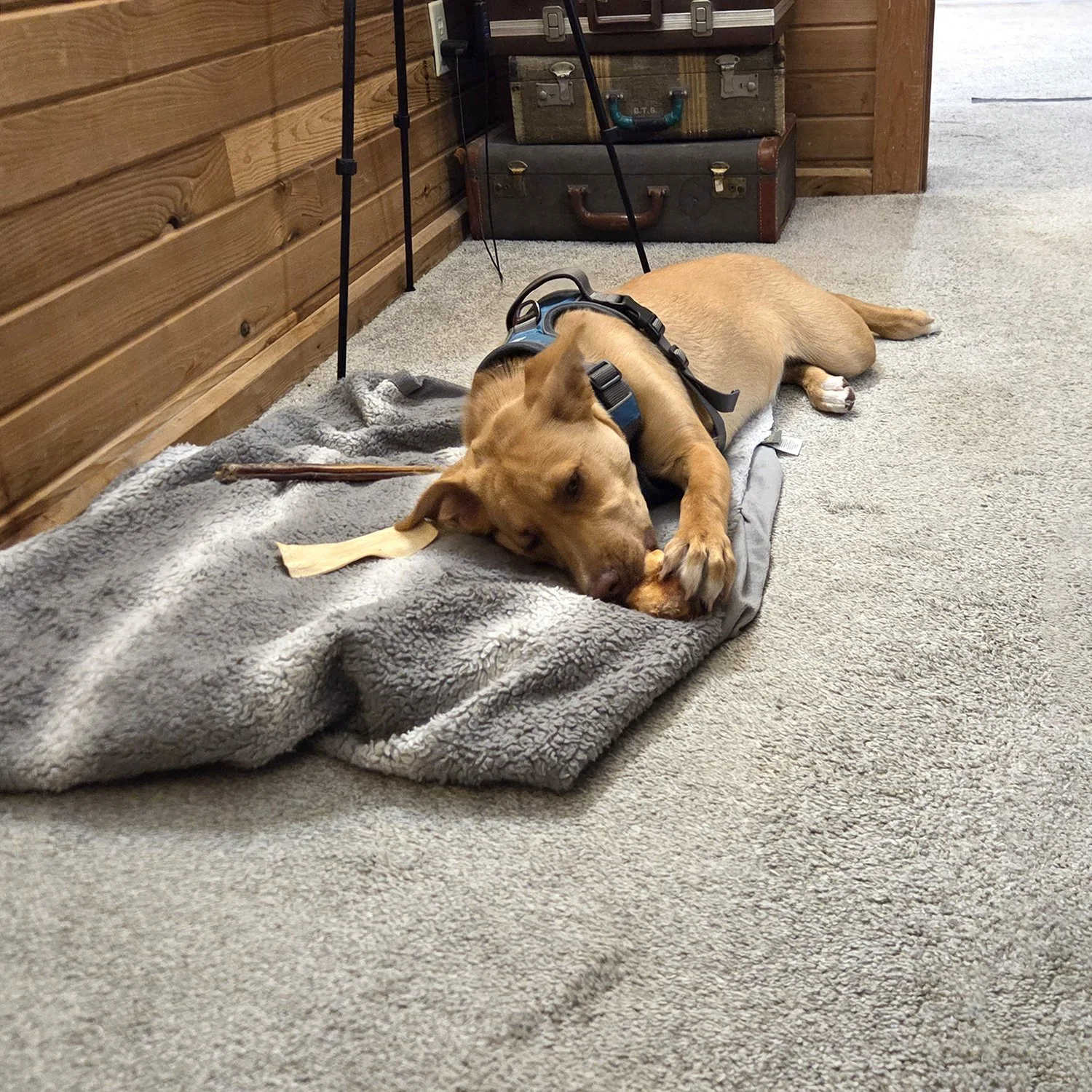 Photo of Lucy, a brown dog, sitting on a grey blanket on the floor of Andrew's studio. She's chewing on a bone.