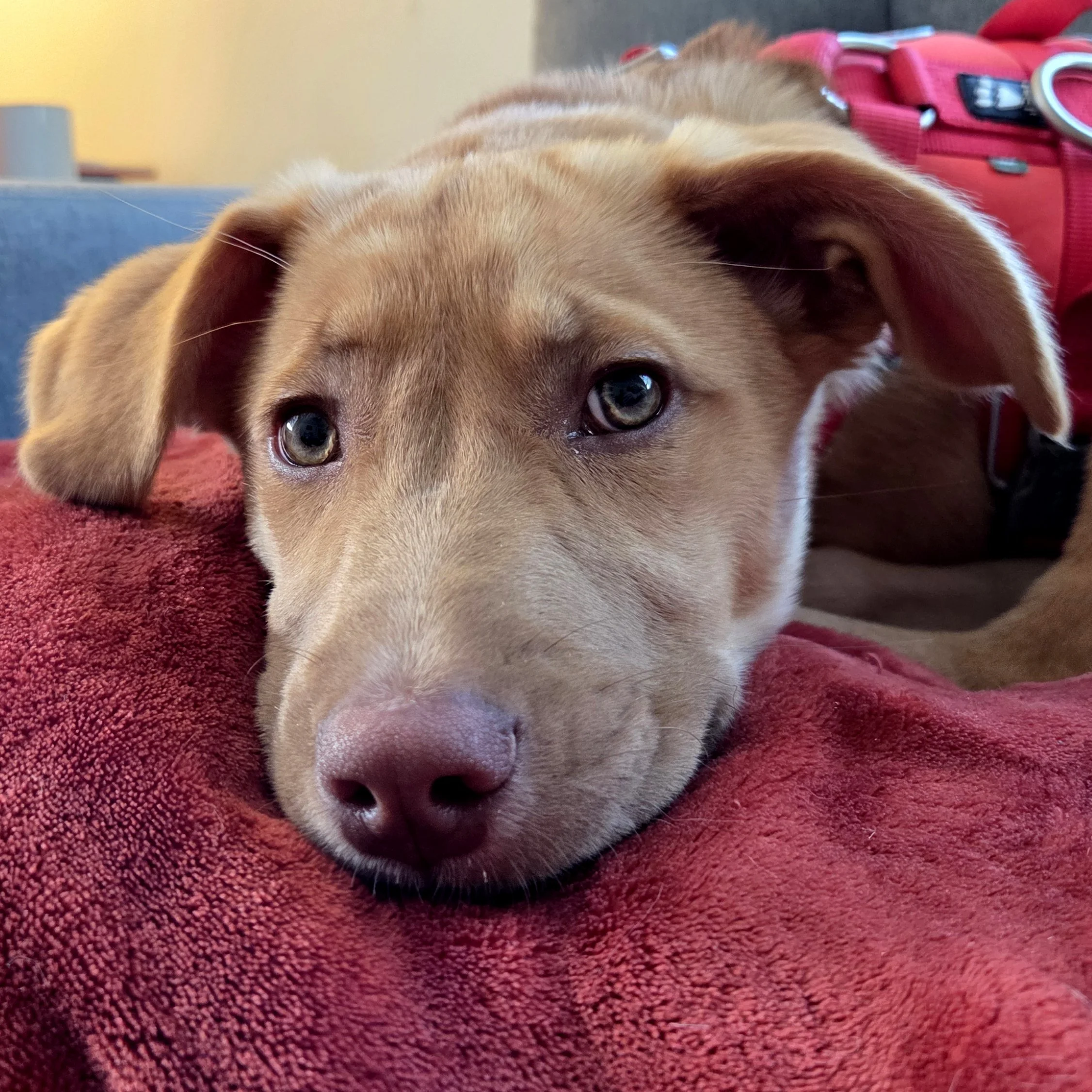Photo of Lucy, a brown puppy. It's a close-up on her face as she rests her head down on a red blanket