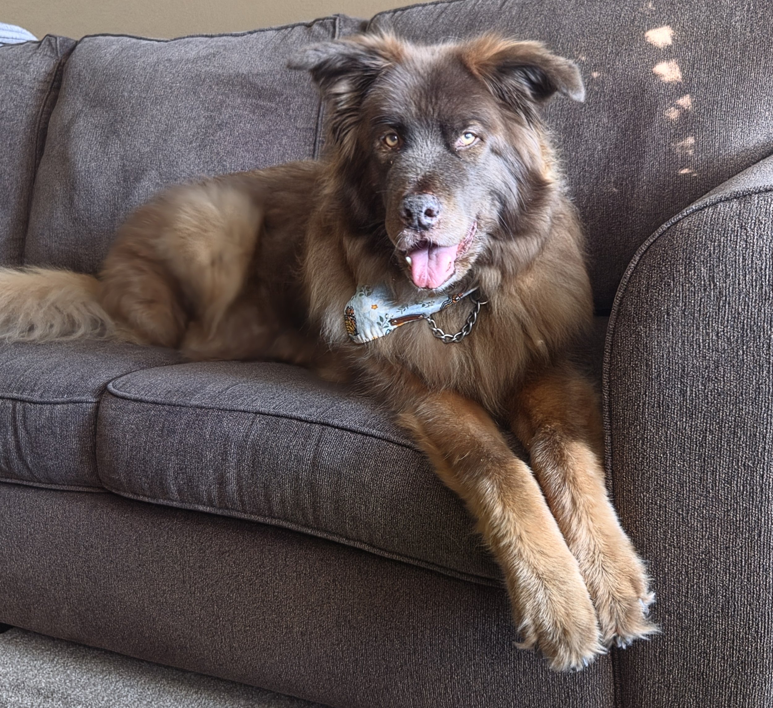 An absolute perfect pup, the goodest of boys or girls, lays on a couch. The pup appears to be a mix of German Shepard and possibly a Husky.