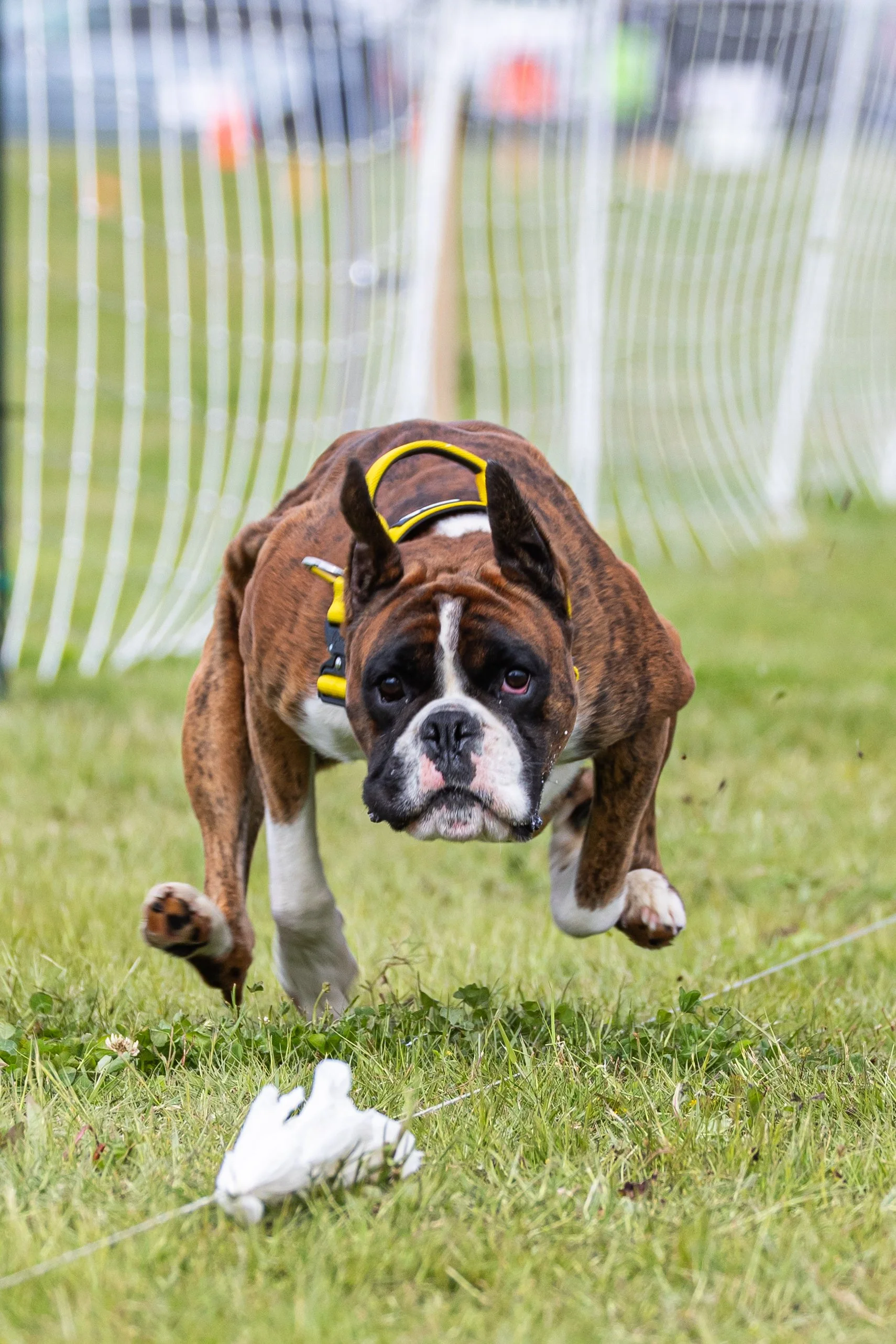 Felix during Barn Hunt. Photographed by Campfire Photography.