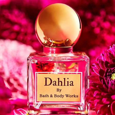 Dahlia Single Fragrance Launch