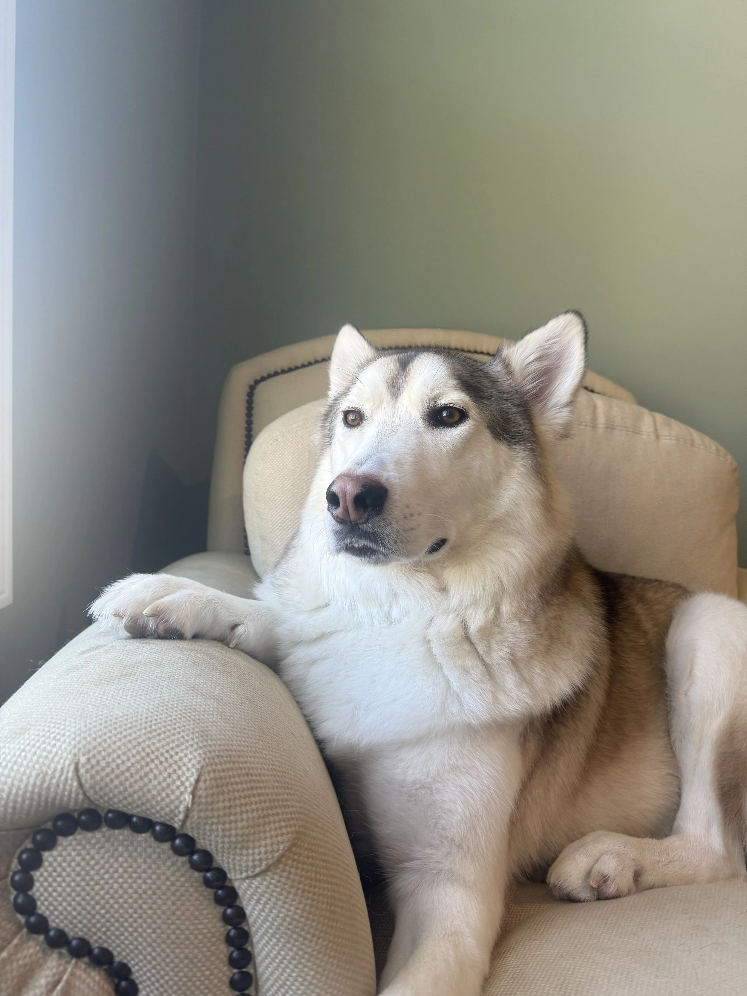 A Siberian Husky dog with a thick coat of white and gray fur resting on a beige armchair near a window.