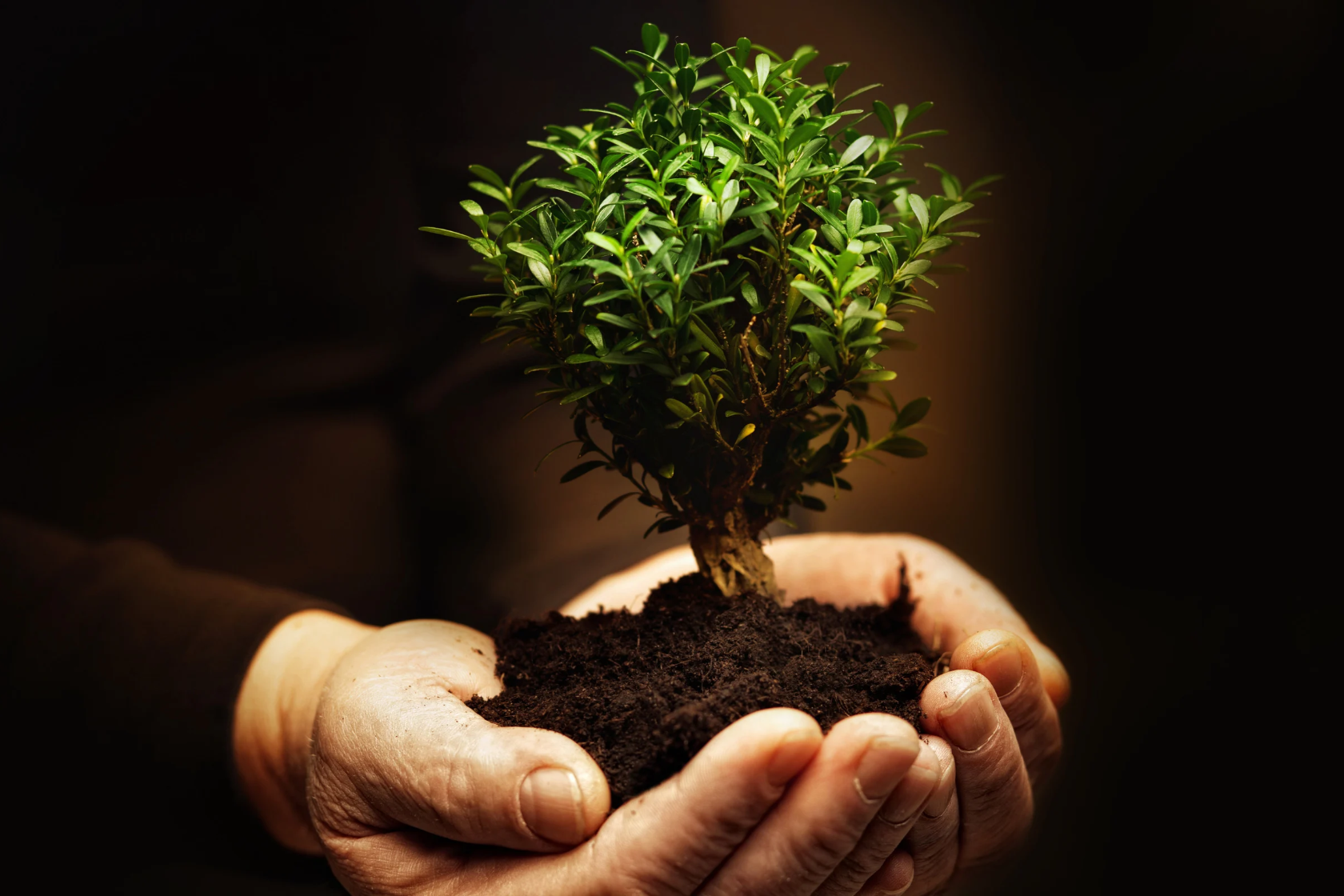 Why Growing Restaurants Outgrow Their Bookkeepers (And What to Do About It)