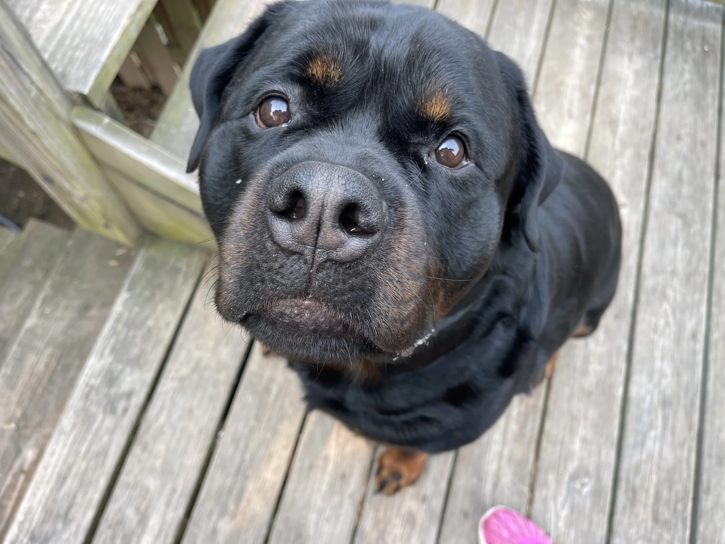 Close-up of a black Rottweiler dog with brown markings, looking up at the camera, standing on a wooden deck.