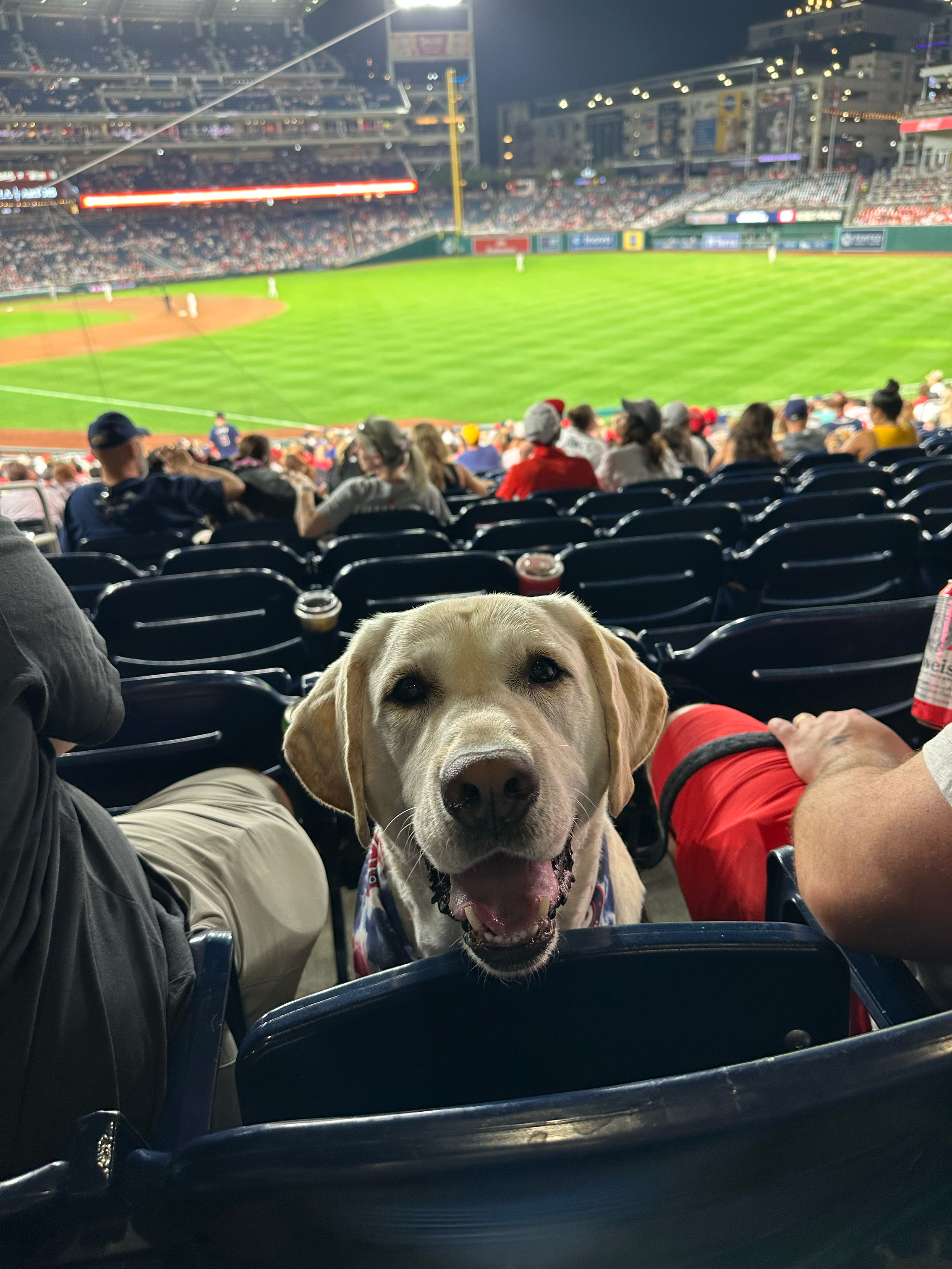 A happy Labrador dog sitting in a stadium seat at a baseball game, with the field and spectators visible in the background.