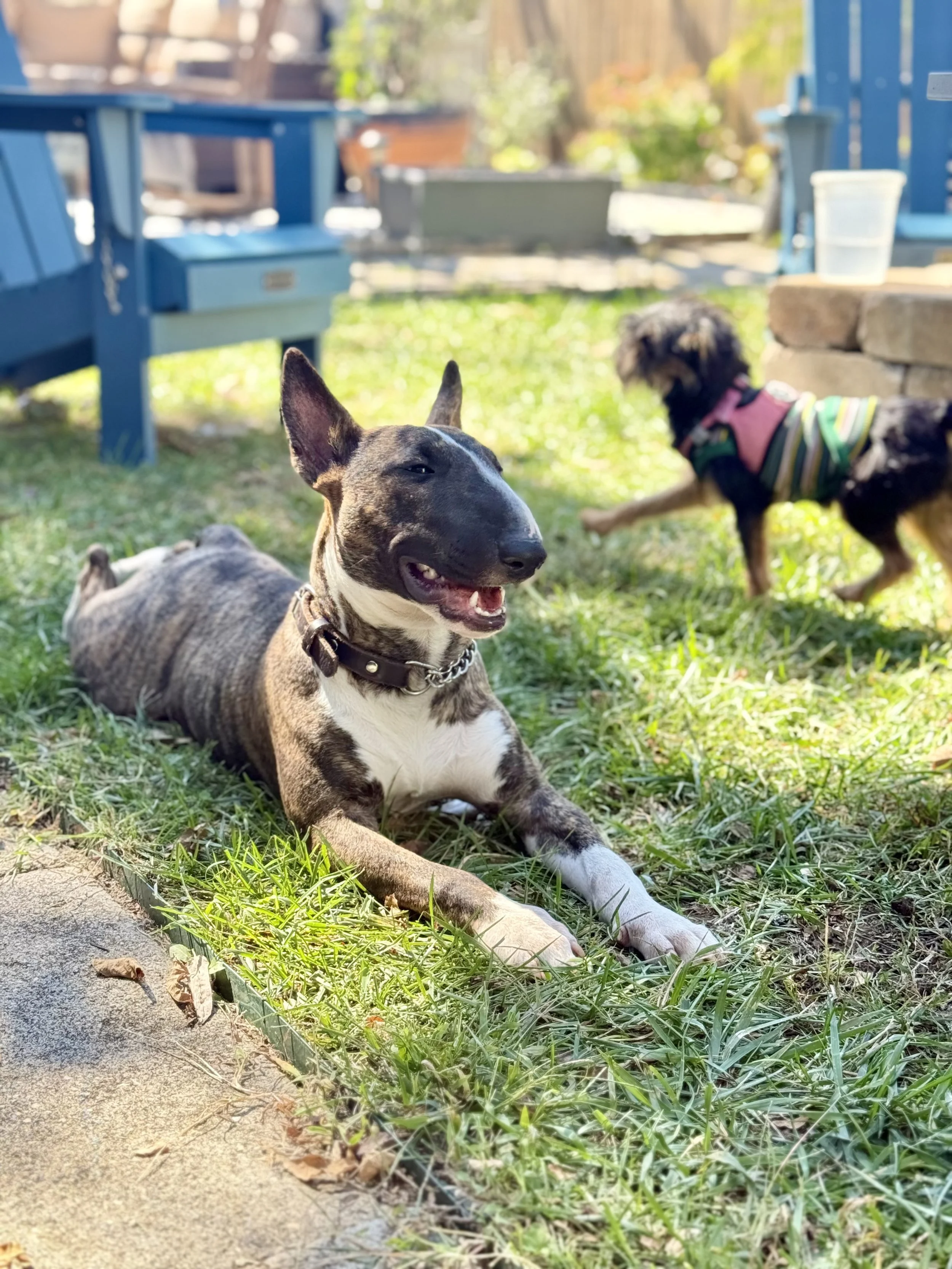 Two dogs in a backyard on grass, one lying down with a happy expression, the other standing near a stone step wearing a striped shirt. There are blue outdoor furniture and a plastic cup in the background.