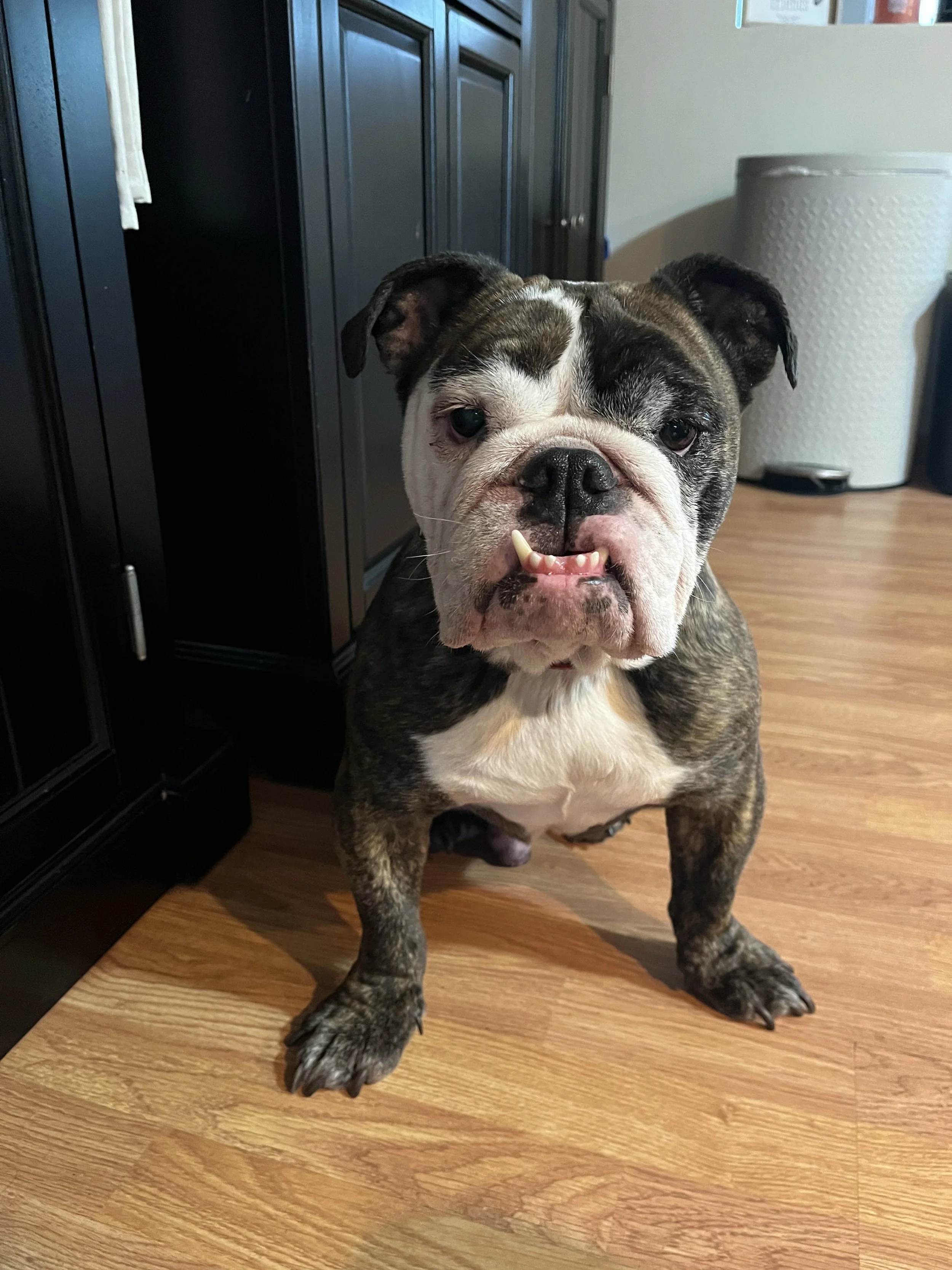 A brindle and white bulldog with a slightly open mouth showing one tooth, standing on a wooden floor in front of dark cabinets and a white trash can in a kitchen.