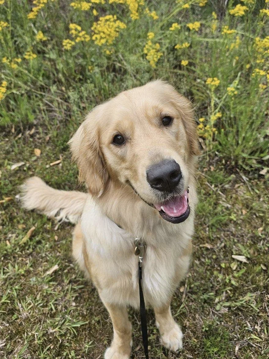 Smiling golden retriever dog sitting outdoors on grass, surrounded by yellow flowers and green foliage.