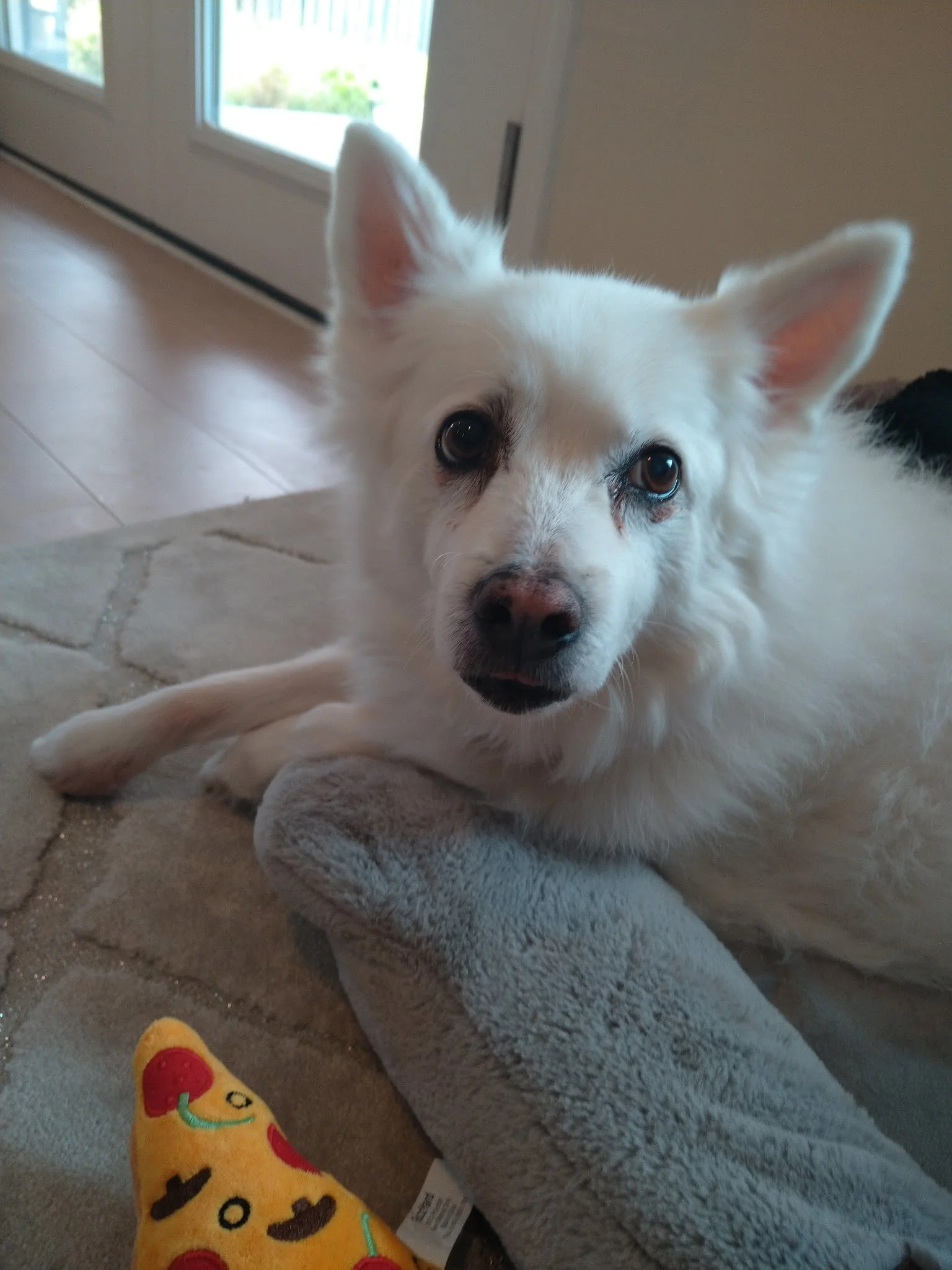A white dog with one ear upright and one ear slightly bent, lying on a gray plush blanket inside a house near a glass door, with a colorful plush toy resembling a pizza slice in the foreground.