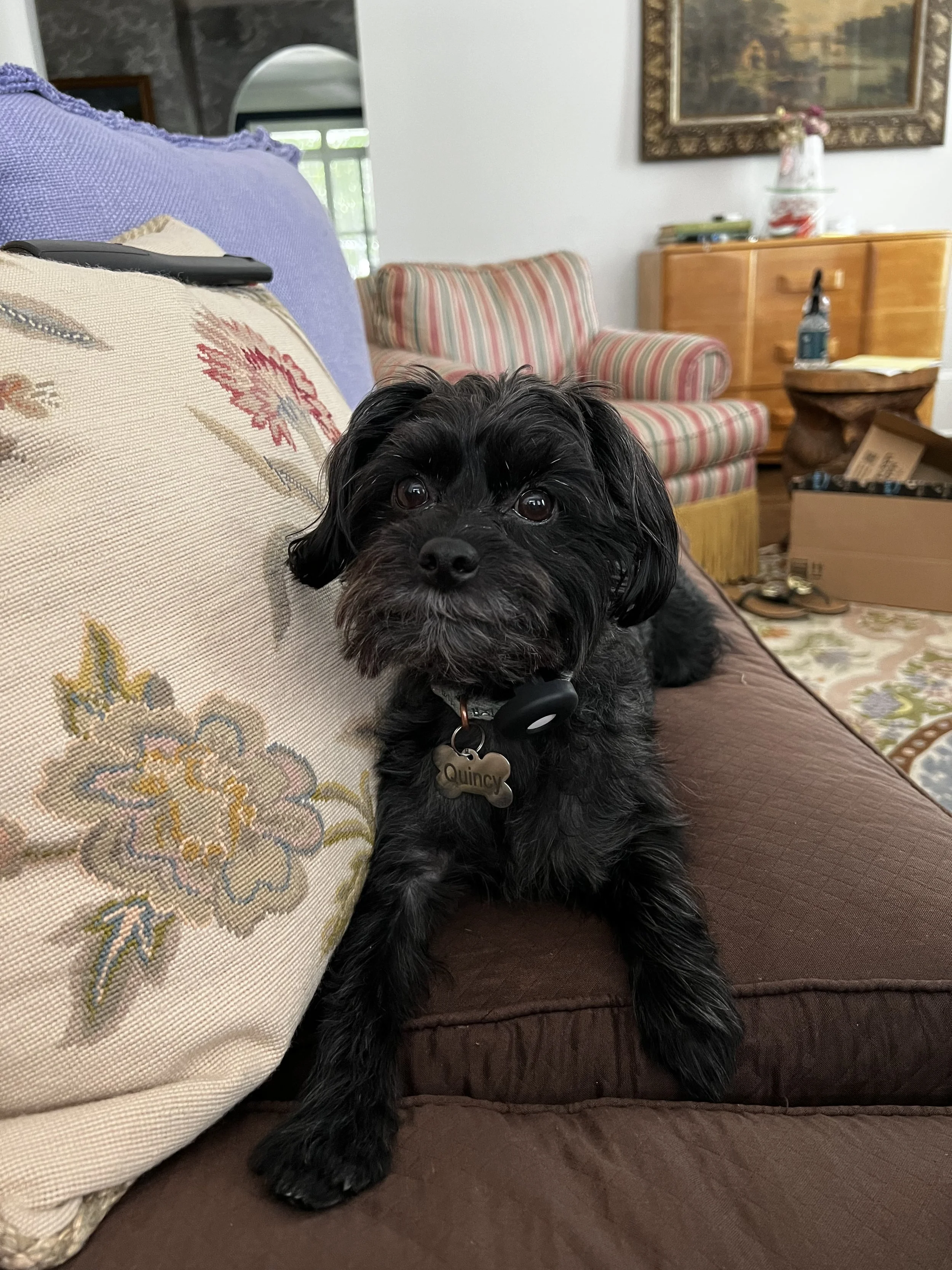 A black dog with a tag that says 'Quincy' lying on a brown cushion on a sofa in a living room.