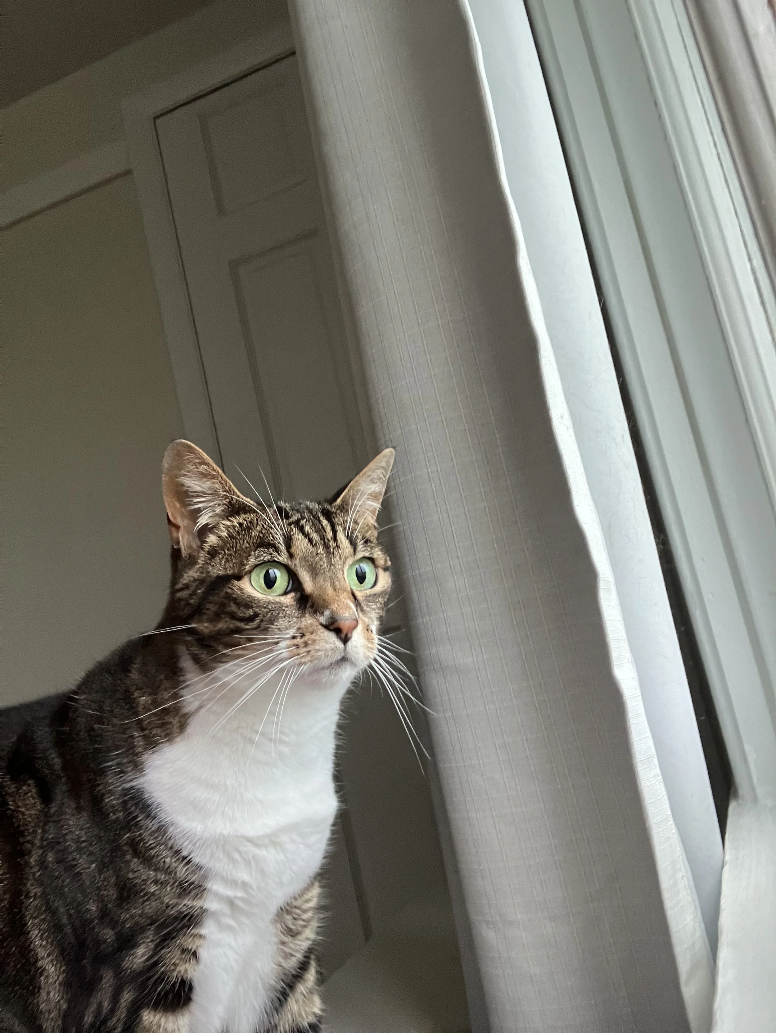A tabby cat with green eyes sitting by a window with light-colored curtains, looking outside.