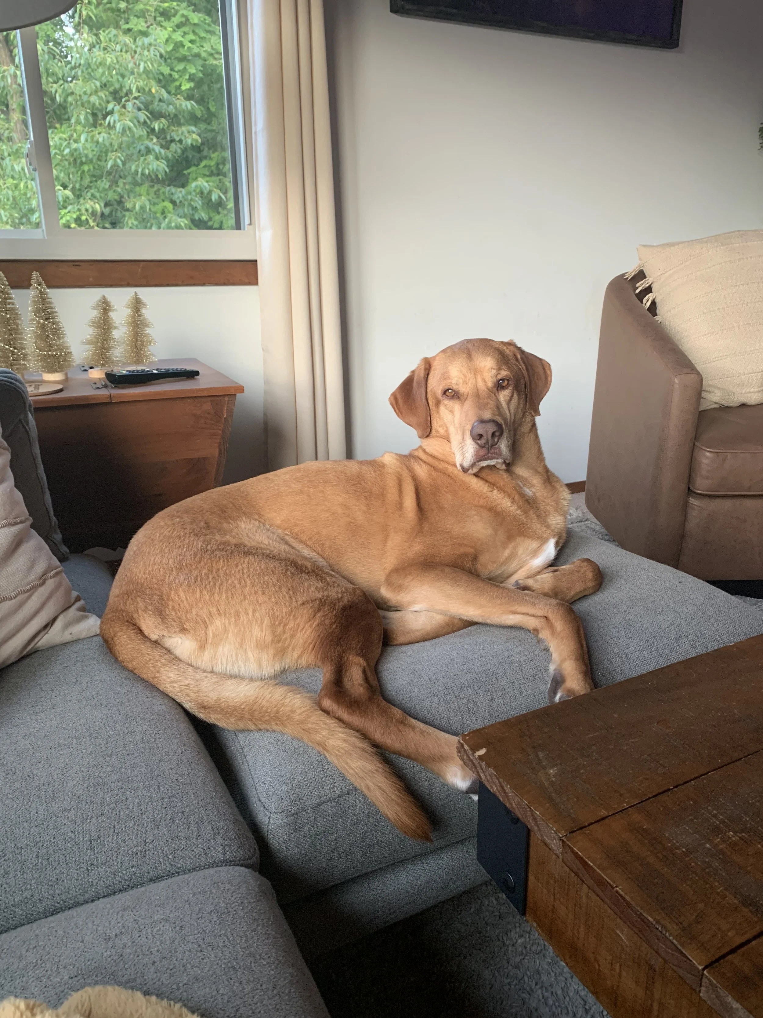 A tan dog lying on a gray couch with a serious expression, inside a living room next to a wooden table and a window with trees outside.