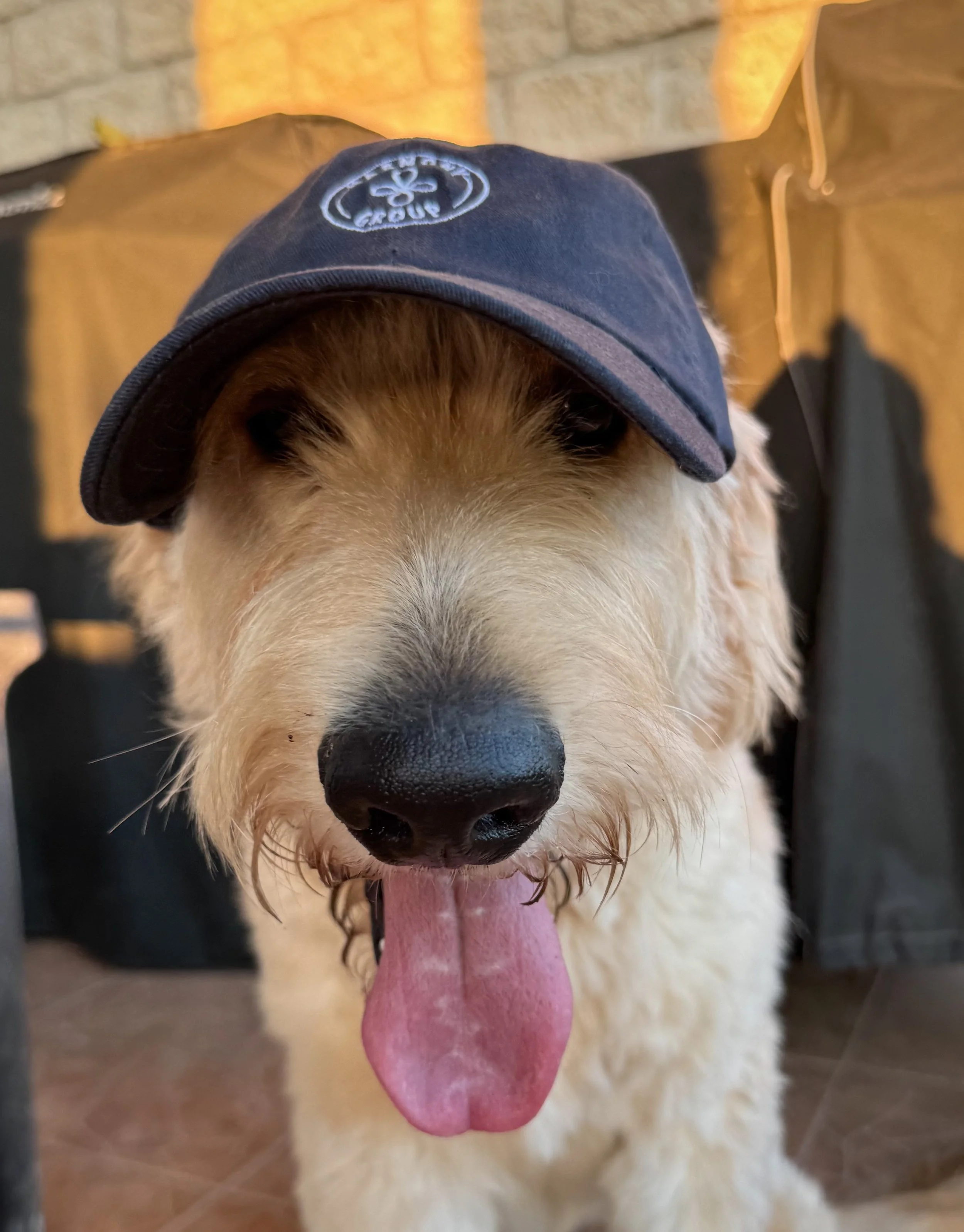 A dog wearing a blue baseball cap with a logo on it, tongue out, indoors with a brick wall background.