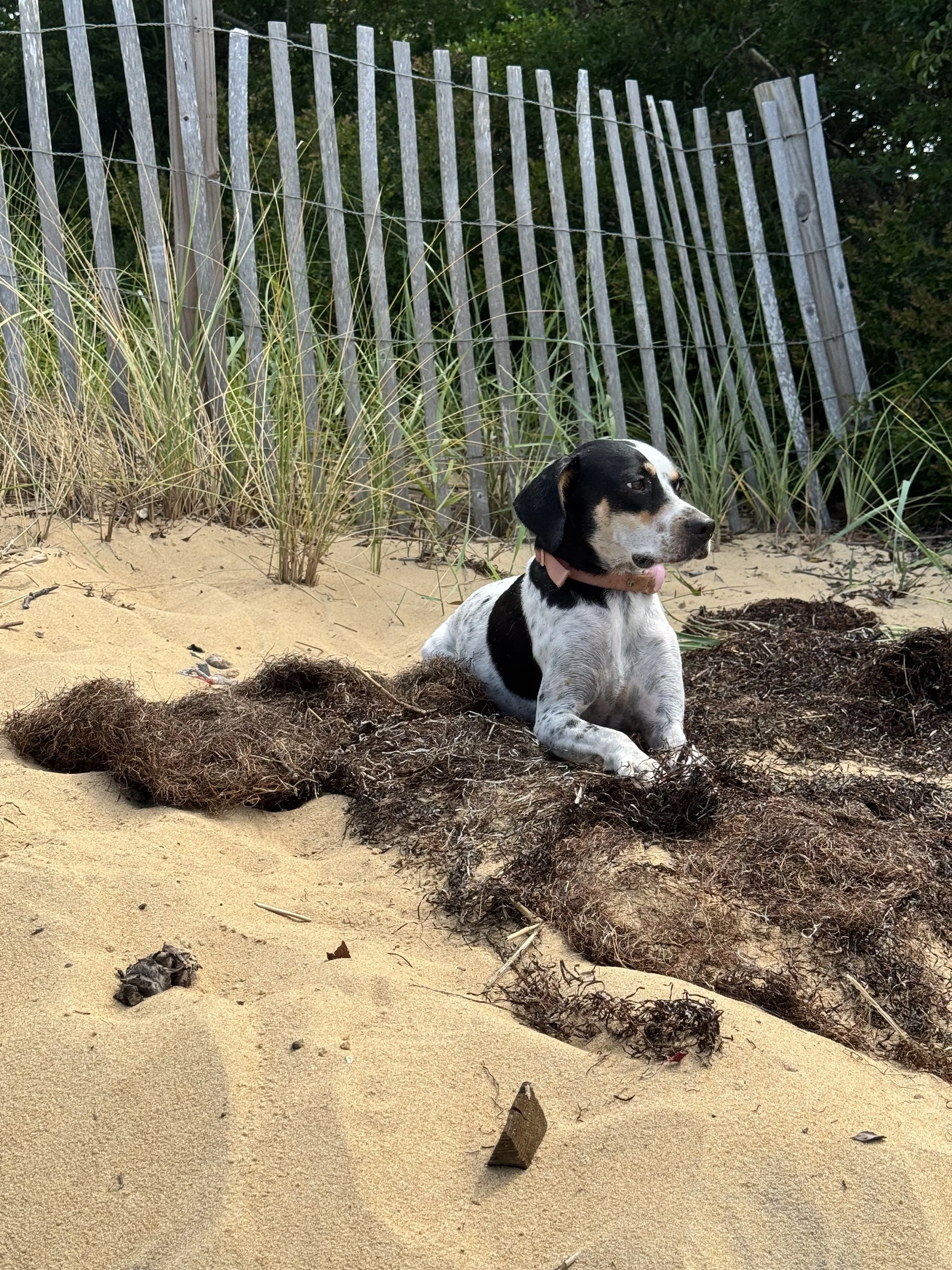 A black and white dog with a pink collar lying on sand next to a pile of seaweed or debris, with a wooden fence and beach grasses in the background.