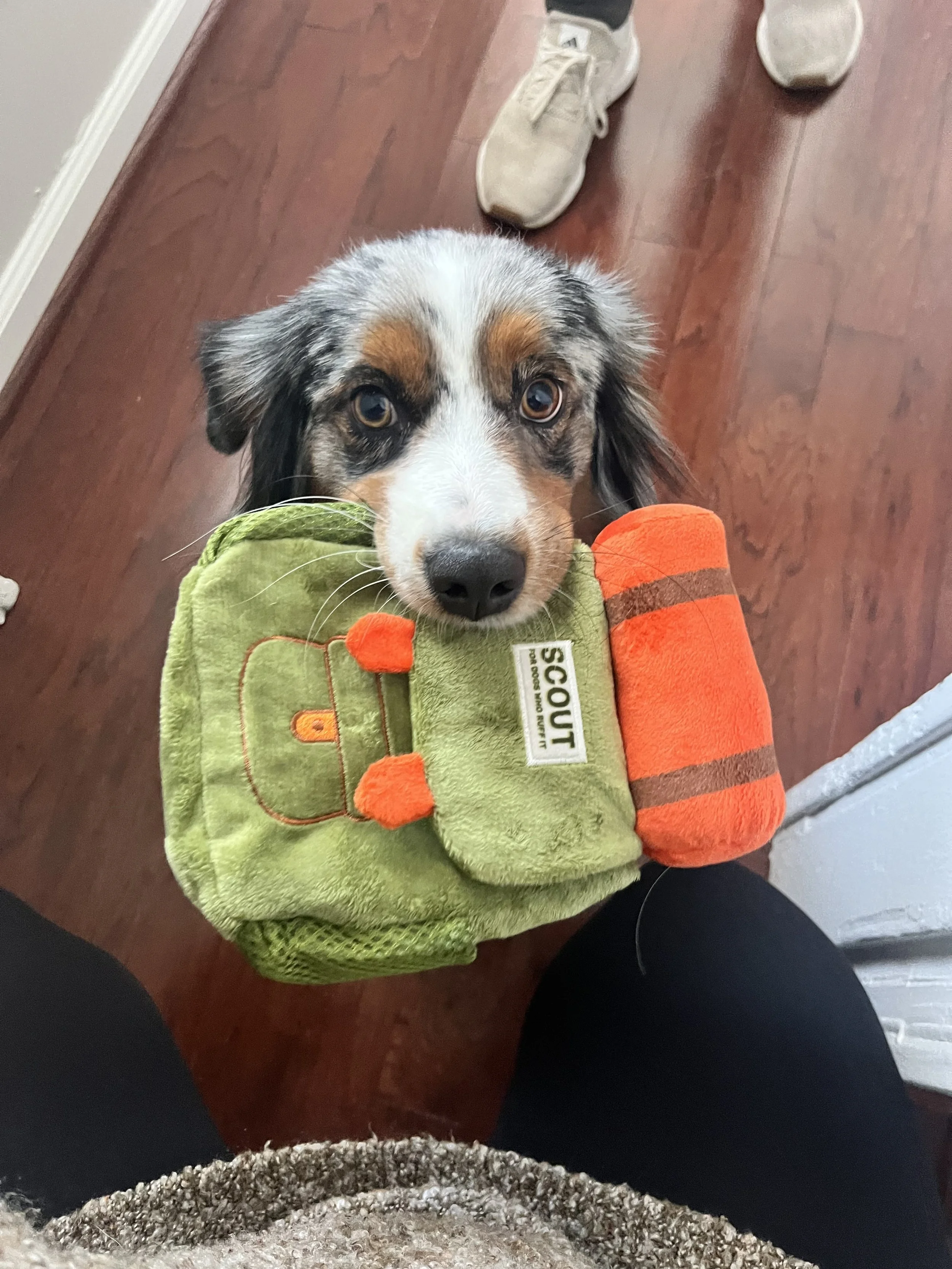 A dog holding a green and orange plush toy in its mouth, standing on a hardwood floor with a person's legs visible.