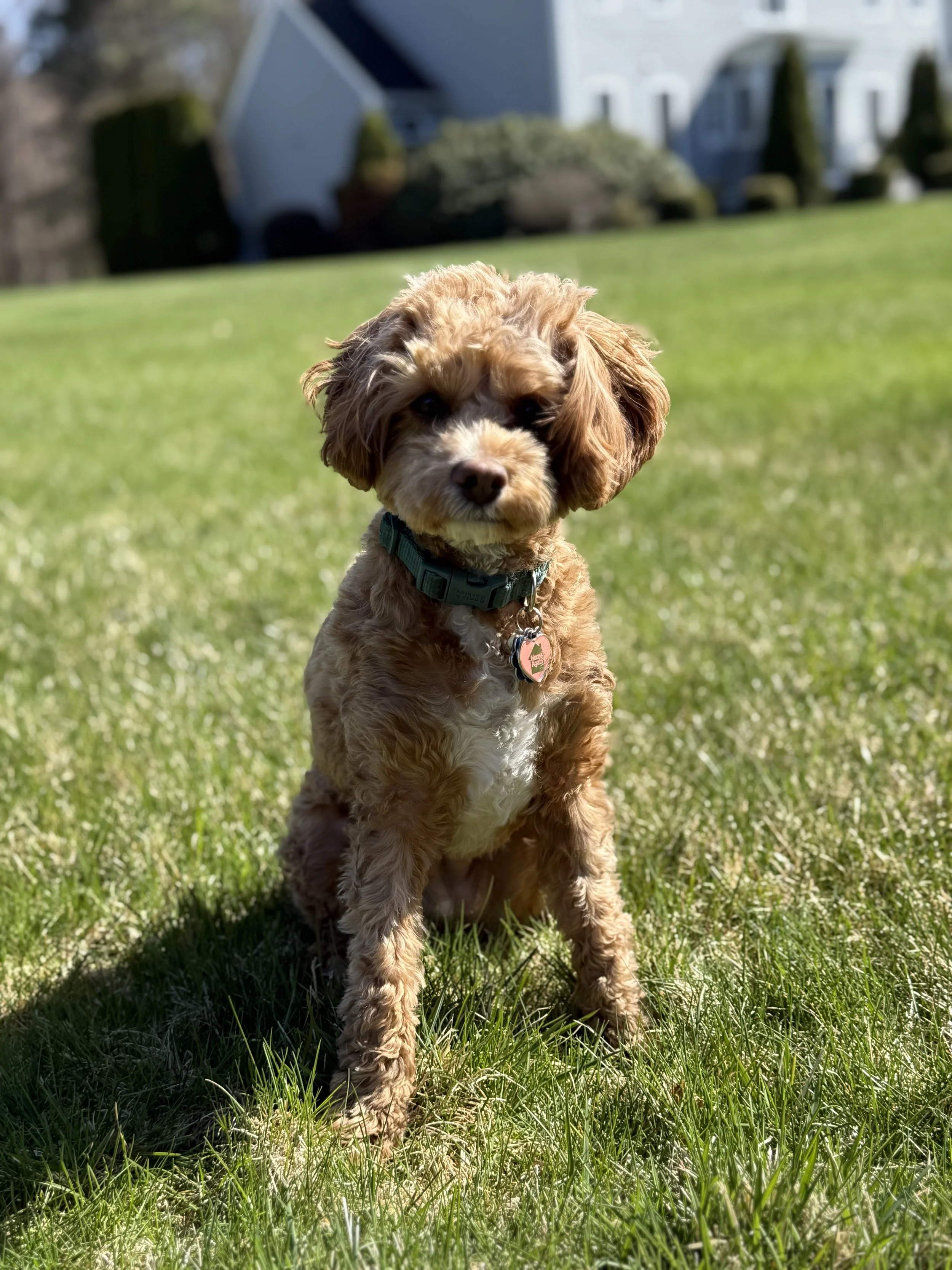 Cute brown and white curly-haired puppy sitting on green grass in a backyard with houses in the background.