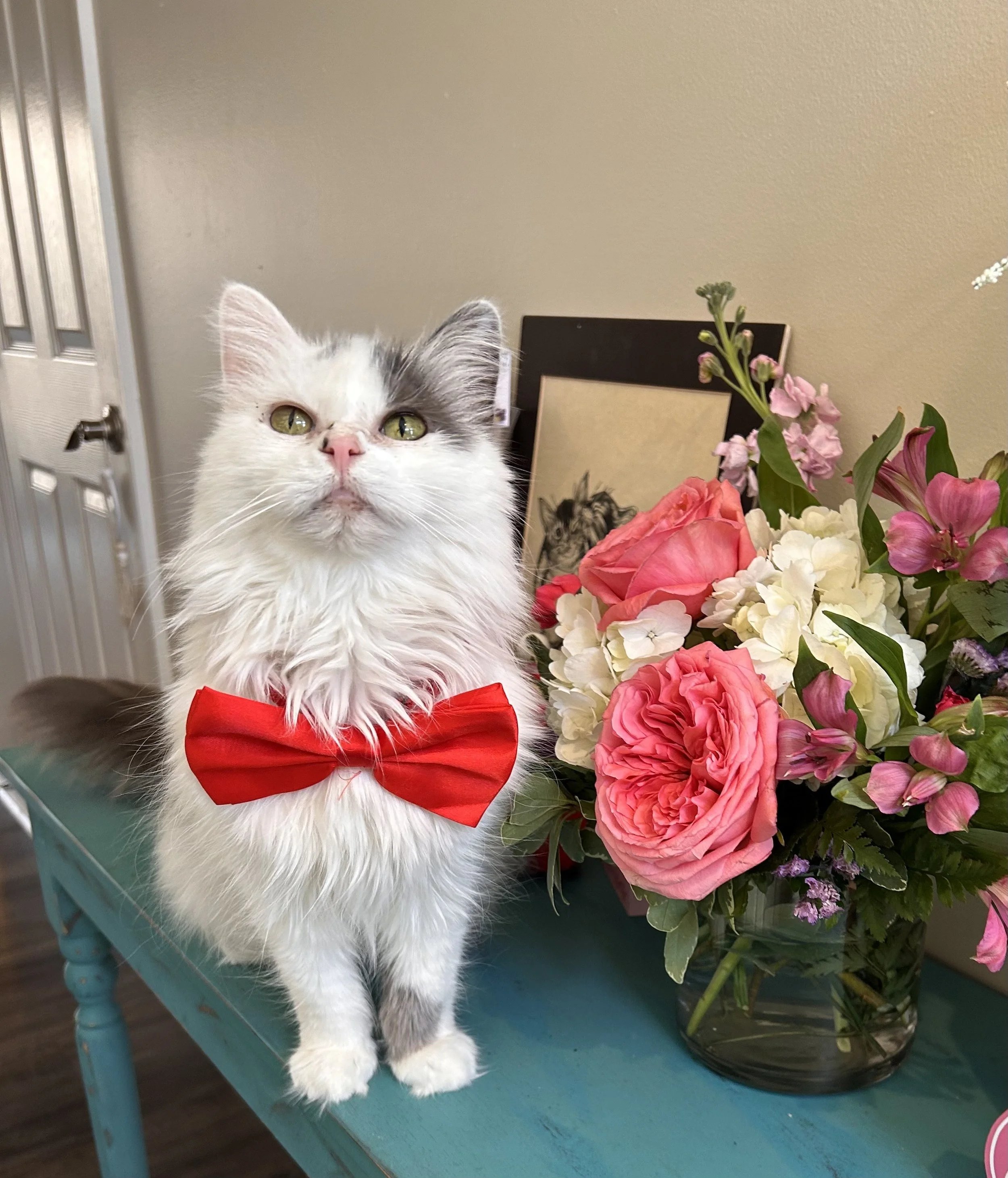 A fluffy white and gray cat with yellow eyes and a red bow tie sitting on a teal table next to a large bouquet of pink and white flowers.