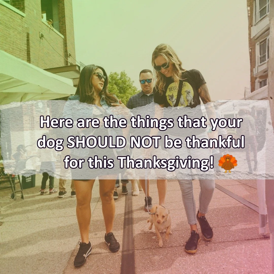 Your dog doesn&rsquo;t need another holiday disaster. They need boundaries.

Swipe through 👆 if your dog is a little too thankful for the wrong things this Thanksgiving.
(Like counter-surfing turkey, tackling Grandma at the door, or joining the neig