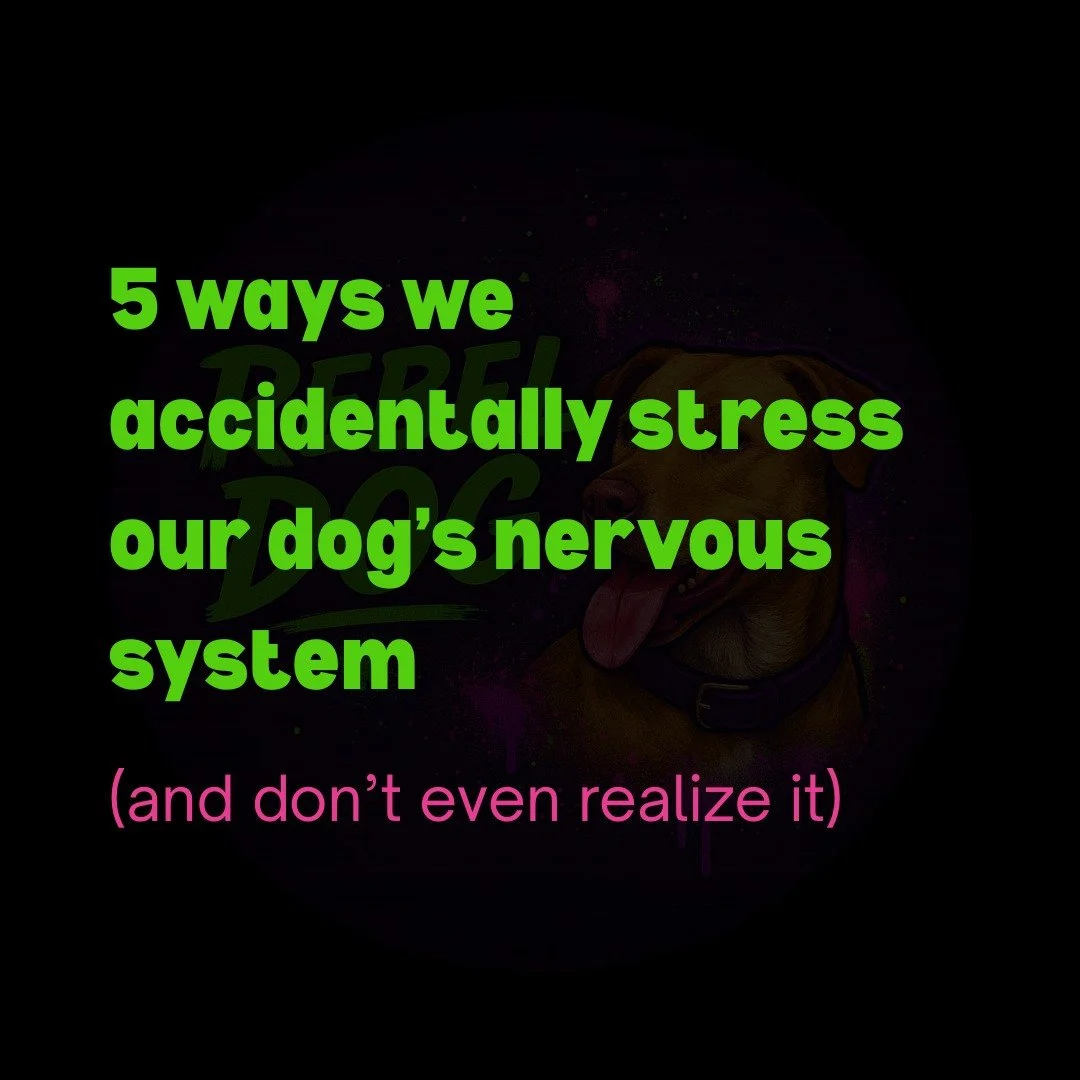 Most stress doesn&rsquo;t come from &ldquo;bad behavior.&rdquo;
It comes from everyday habits we were taught were normal.

Too many greetings.
Too much stimulation.
Not enough clarity.

When a dog&rsquo;s nervous system is overloaded, reactions are c