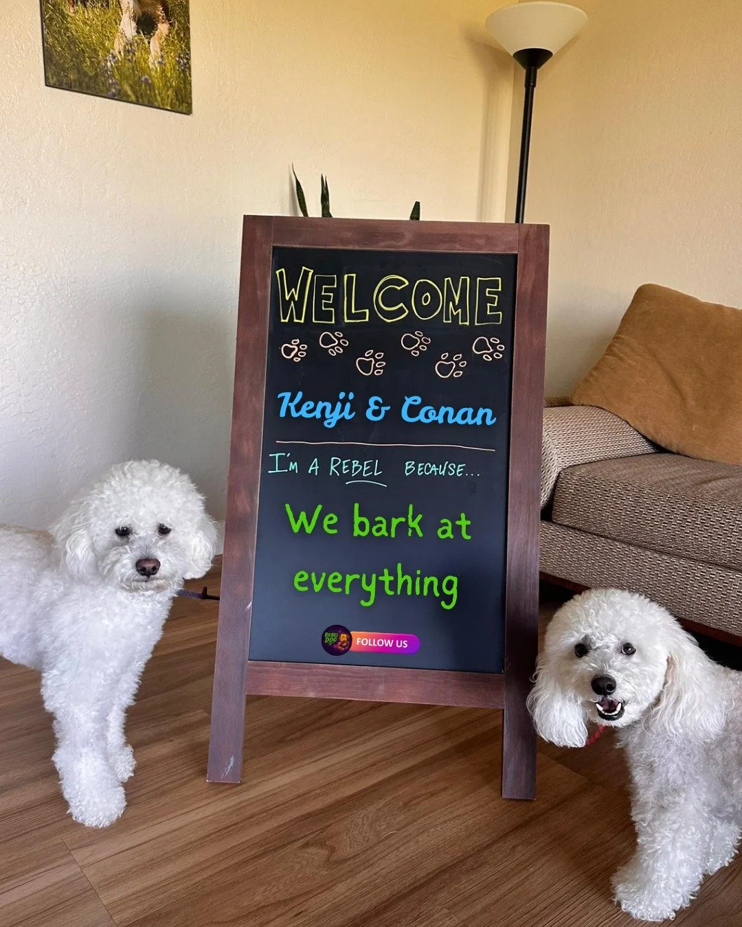 The "Partners in Crime" Vibe

Meet the new faces of the rebellion: Kenji &amp; Conan. 🐾🐾

Kenji and Conan are the definition of "Rebels." They have a lot to say to every dog, person, and shadow they pass. But at Rebel Dog Traini