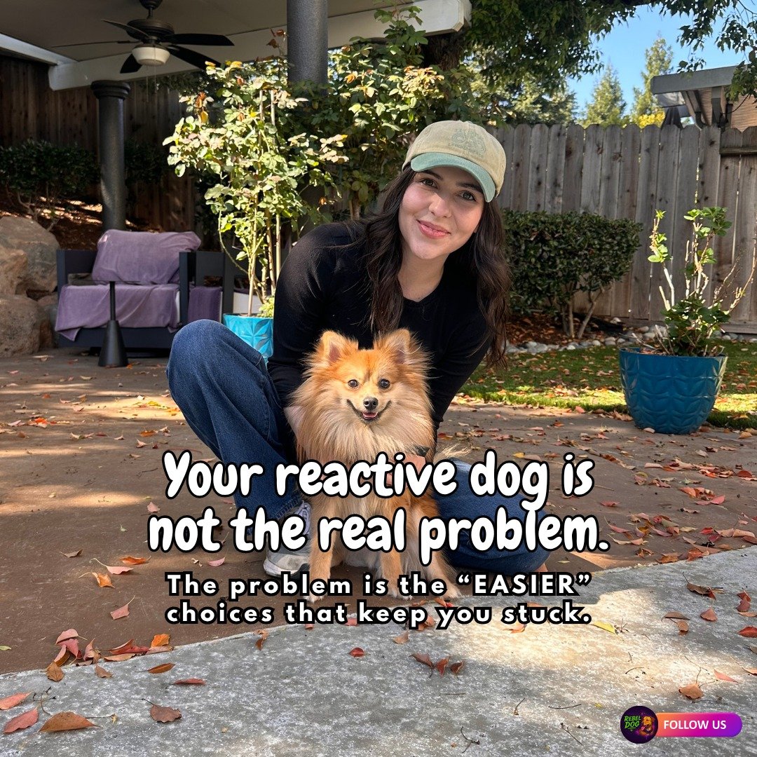 Simple doesn&rsquo;t mean easy.

Reactivity training? It&rsquo;s actually simple when you understand what you&rsquo;re doing.
Clear leash communication.
Real-world exposure.

Teaching your dog how to stay calm around triggers. That&rsquo;s it.
But si