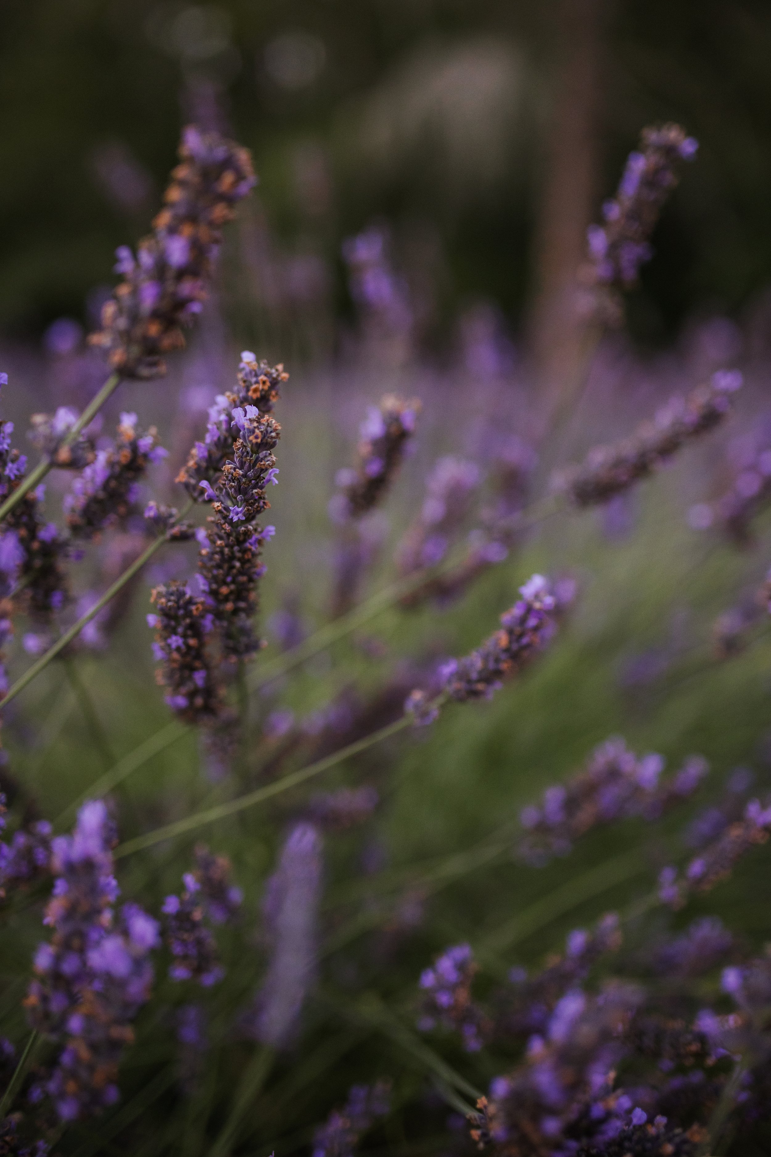 BlueTreeFarmDinner-244.jpg