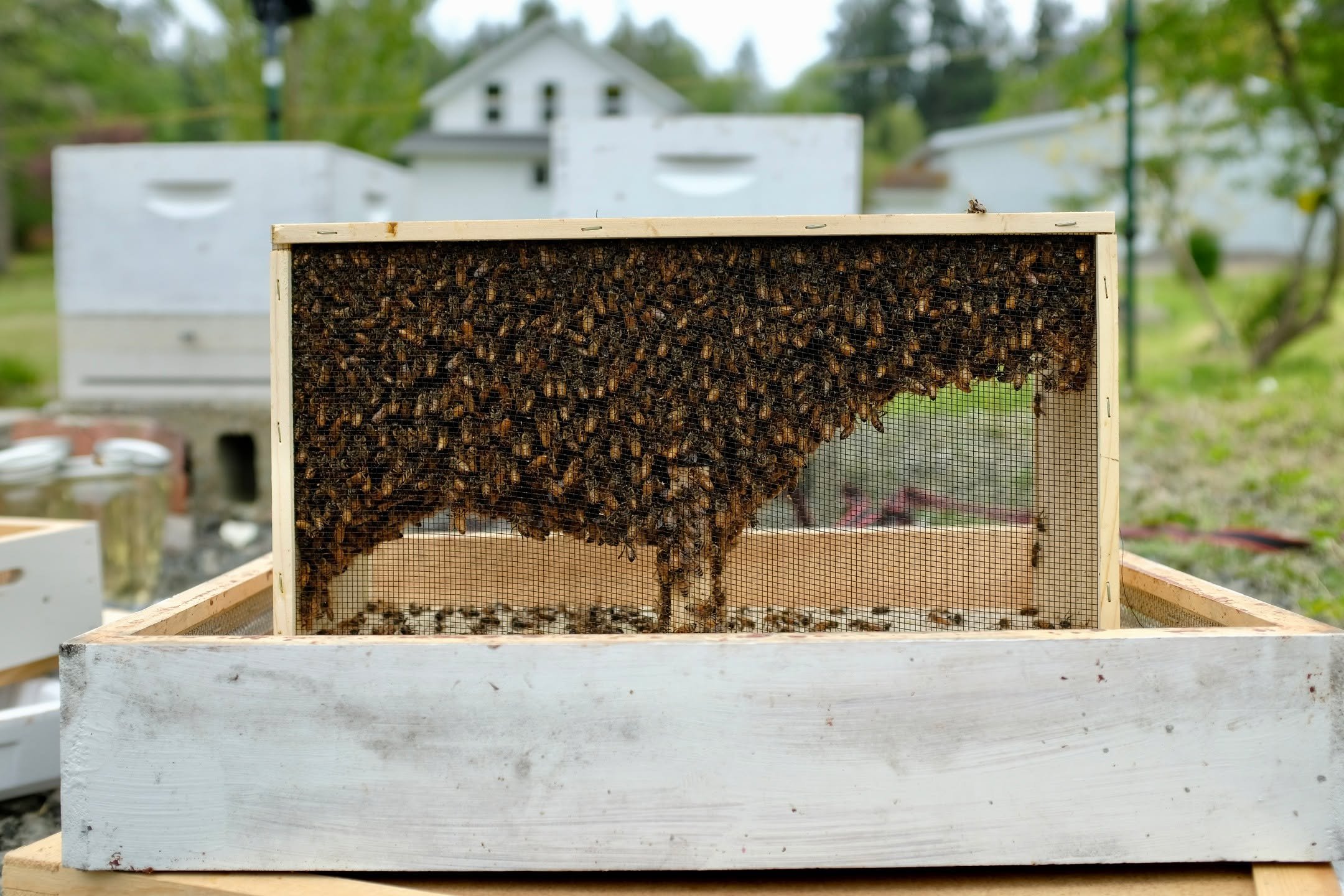 #Bee package installation day. Welcome to #BlueTreeBainbridge, ladies.
#HoneyBee
#Beekeeper
#Honey
#Apiary