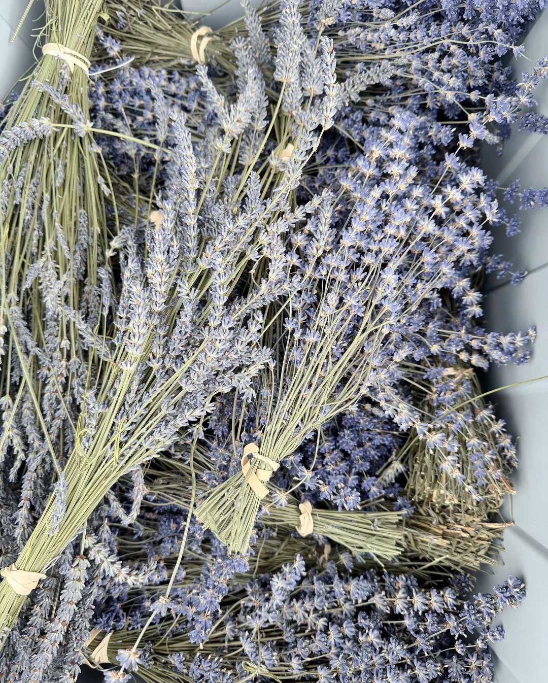 Found around the farm.
A rusted horseshoe by the tree line. An old waffle iron, remnants of the original homestead. A sprouting willow, rescued thanks to a neighbor’s tip. The first tiny apricots forming on the tree. Bundles of dried lavender