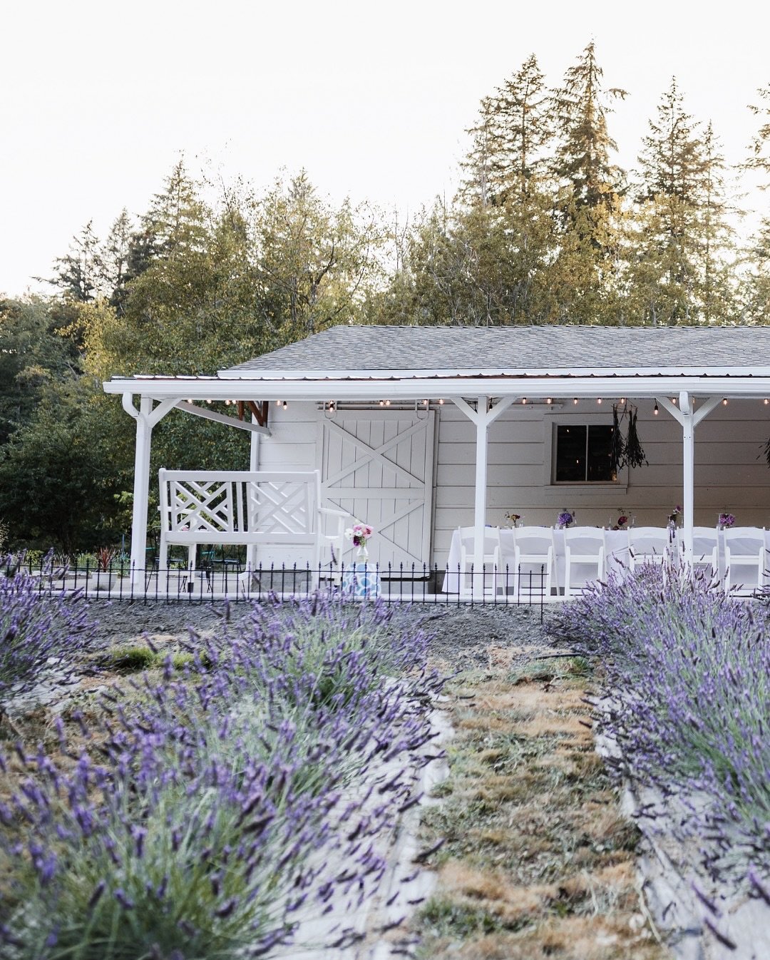 The table is almost set. The lavender is nearly in bloom. And the Summer Solstice Dinner is just two weeks away.
Join us for an evening rooted in rhythm, season, and stillness
β¨ A guided walk through the fields
β¨ A welcome drink with herbs from the