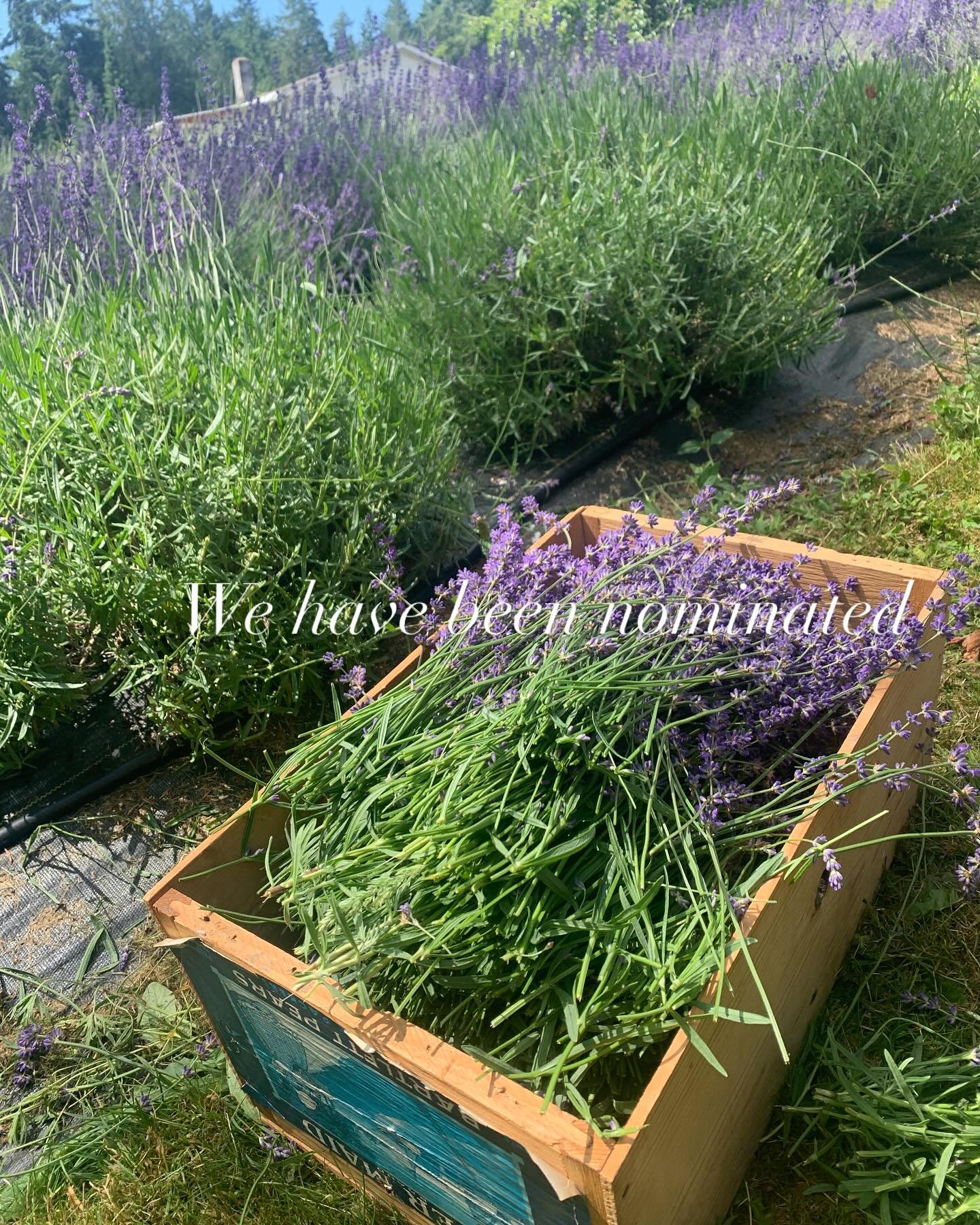 We are beyond excited to have been nominated in Bainbridge Island Review’s Best of Bainbridge Places Category!!
We are so thankful to those who have visited the farm and can’t wait to share it with those of you still to come.
Comment &l