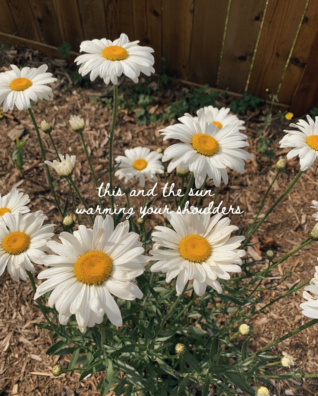 This and dinner under the string lights.
This and a stroll through the lavender.
This and time that slows down just enough.
This and a farm you can privately book. ✨
Limited summer dates available. Whether it’s a gathering, workshop, or just a