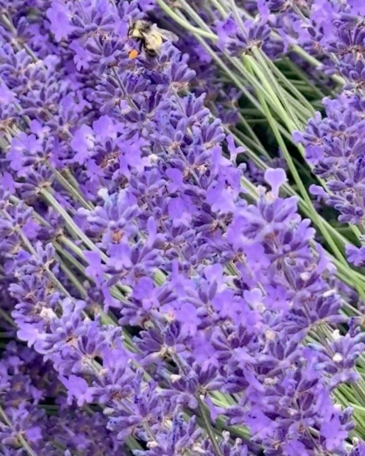 The fields are blooming, and we can’t wait to share them with you. 💜
Our Summer U-Pick is now open every Sunday in July from 12–5pm. Come stroll the lavender rows, enjoy a glass of lavender lemonade, and wander our native forest trails.